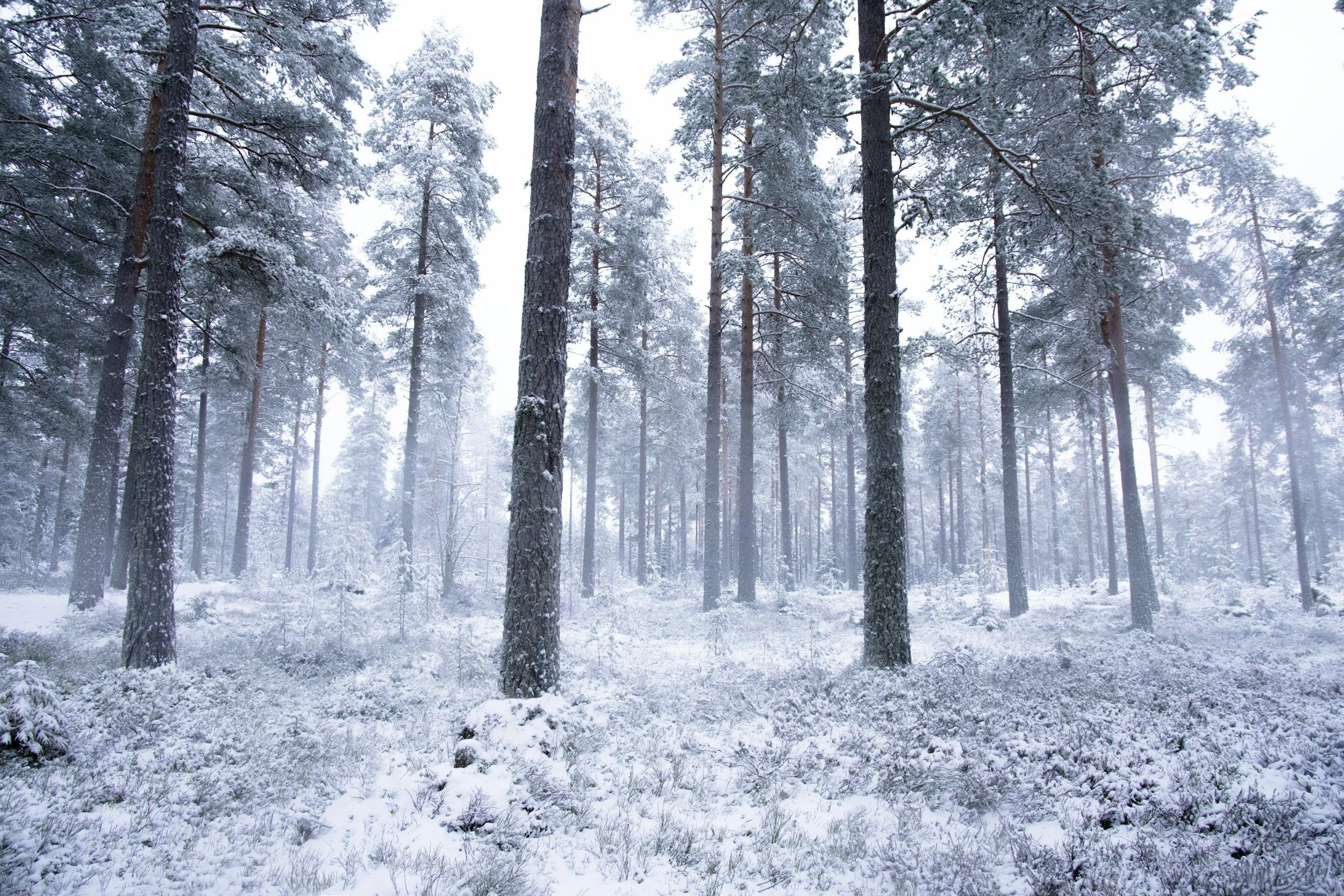 Trees in the winter snow, far from the season of frenzy