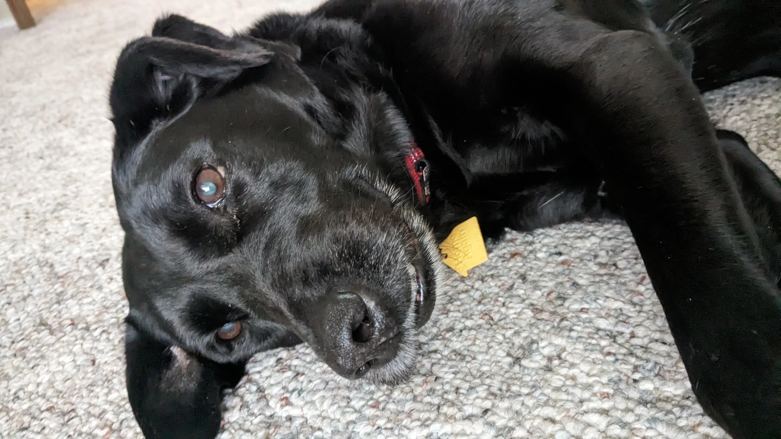 The Death of Charlie and Embracing Gentleness in the Midst of Change