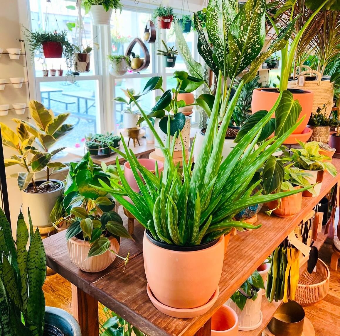 Antiques &amp; Garden Market Vendor Spotlight!

@hiddenseedco &mdash;  Hidden Seed Plant Shop in Spring Hill is a place to learn and celebrate the diversity of plants. They sell a wide variety of plants and offer workshops to educate customers on pro