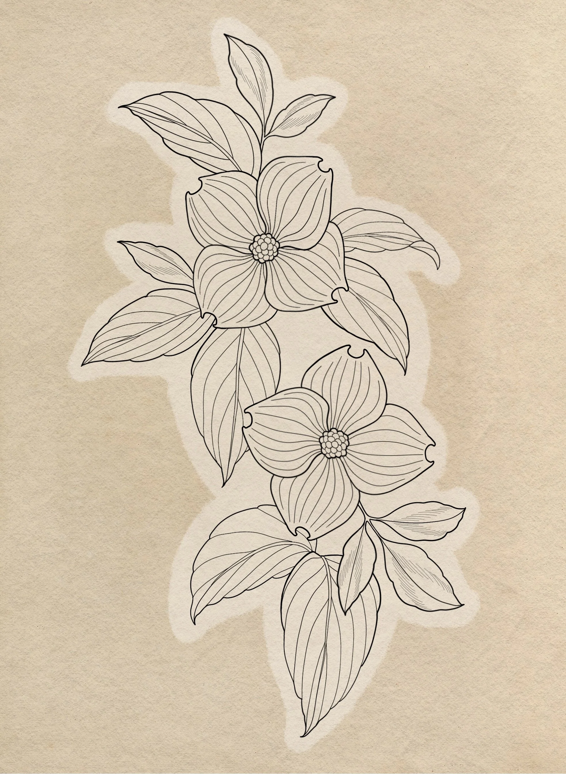 Dogwood - 4 hours - minimum 8"