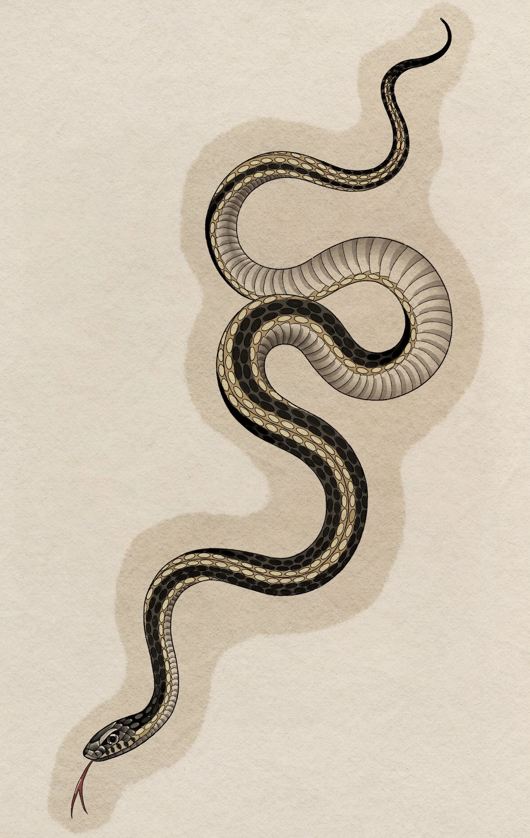 4 hours - minimum height 12"