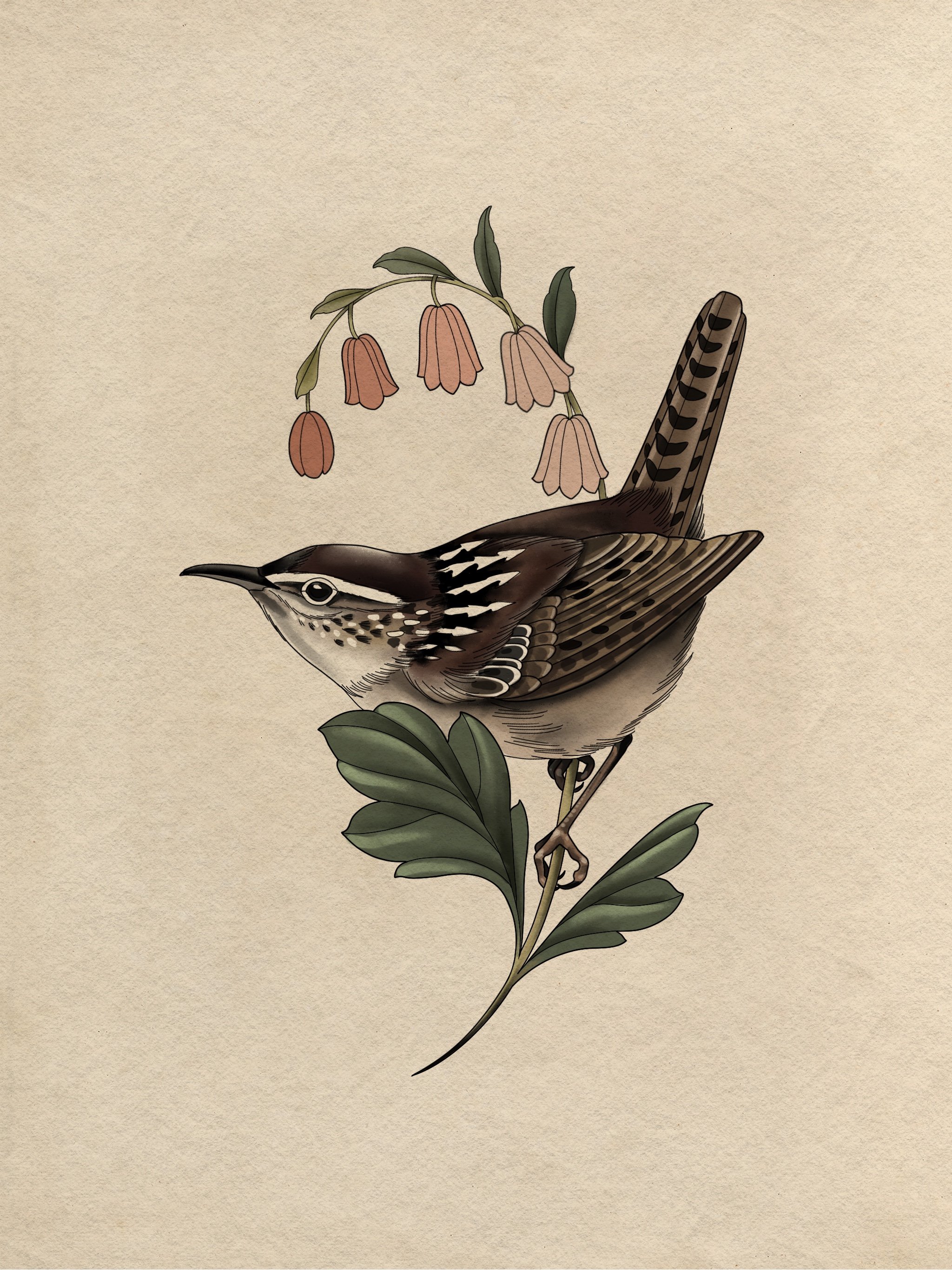 Wren - 3 hours - Minimum height 5"