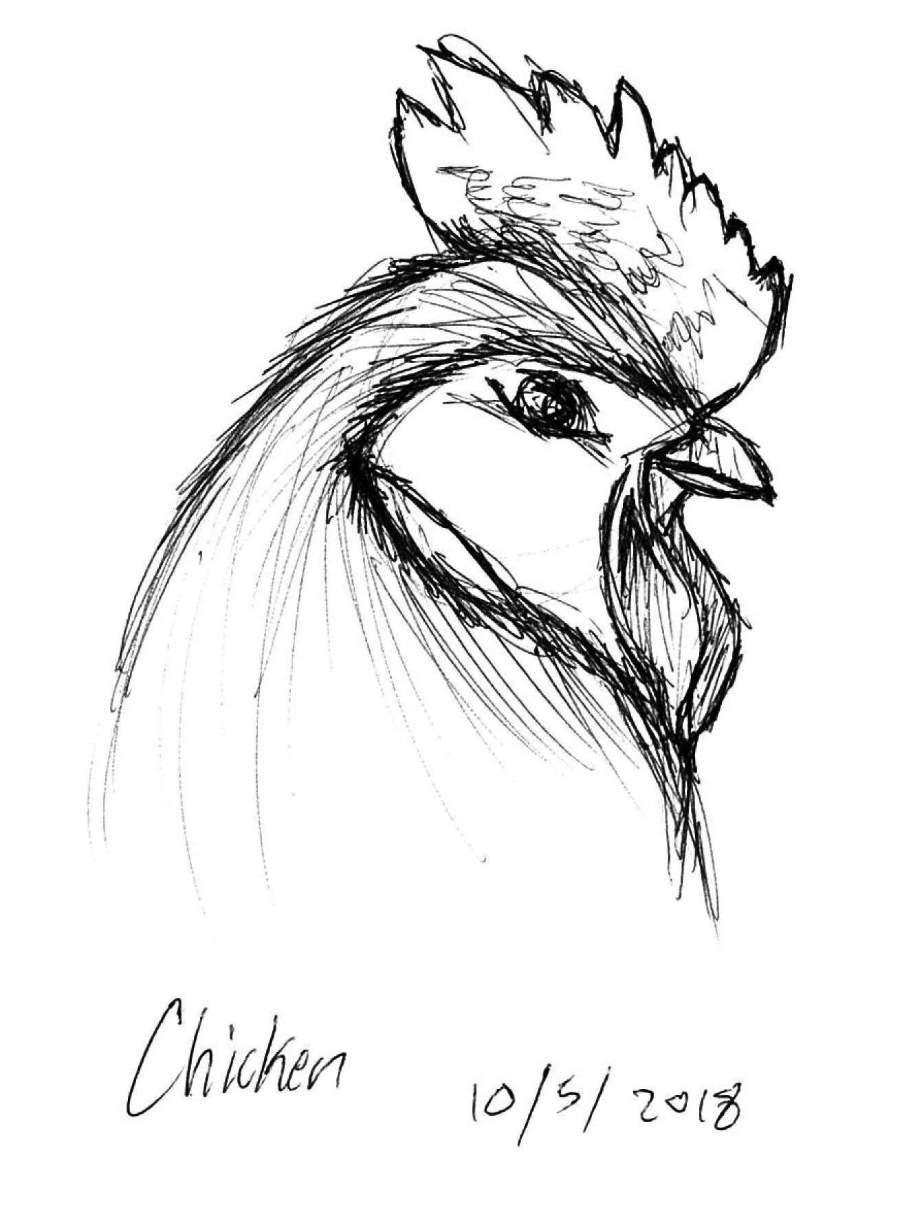 Sketch of a chicken with detailed feathers, comb, beak, and eye, labeled 'Chicken' with the date 10/5/2018.