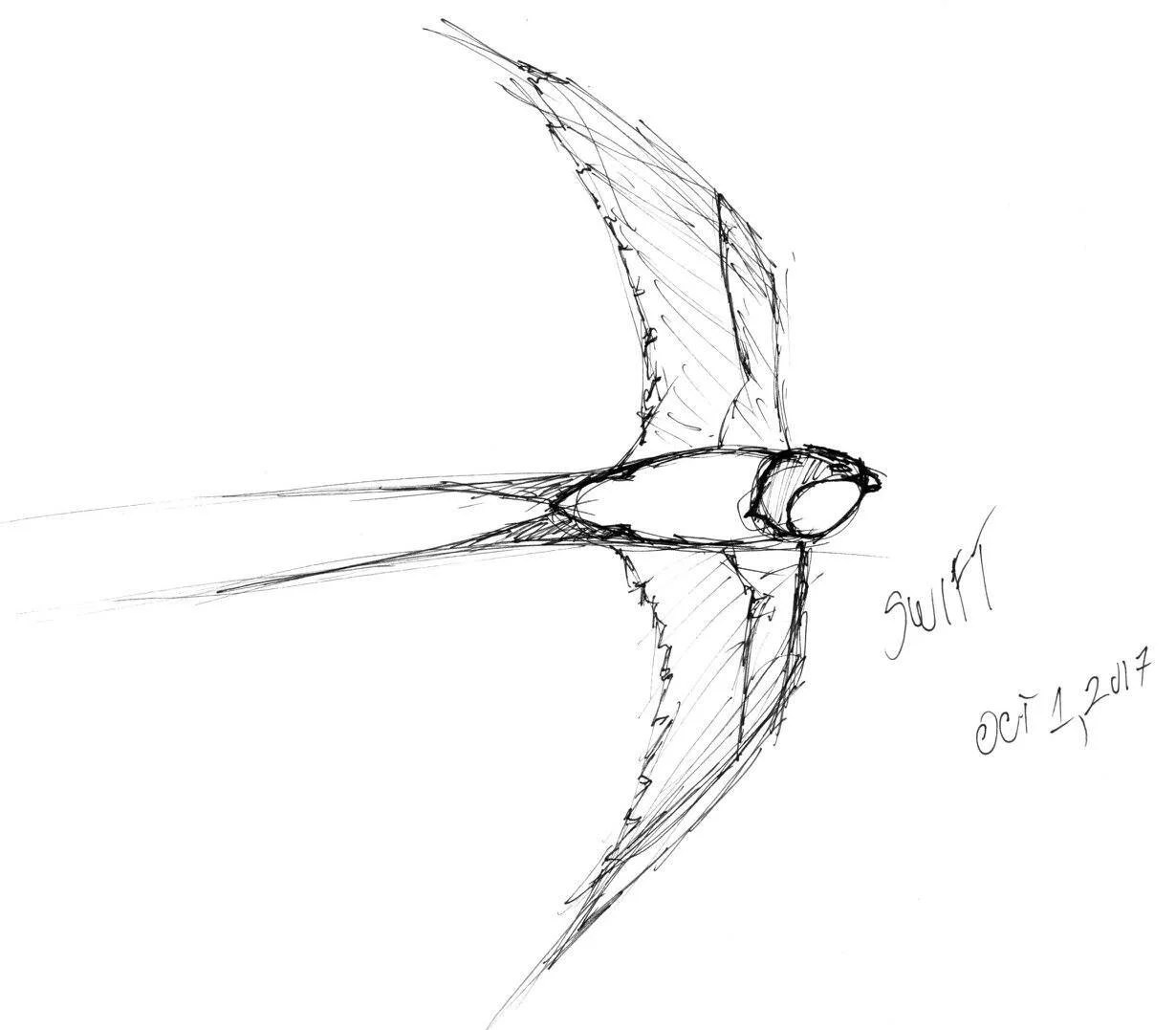 A black and white sketch of a dragonfly with detailed wings, body, and head, along with the text 'swirl' and the date 'Oct 1, 2017'.