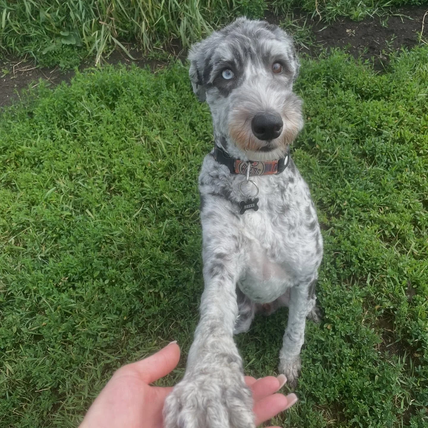 ☁️9️⃣💙 #welovepets #dogs #cats #pocketpets #premiumpetboarding #CloudNineCuties