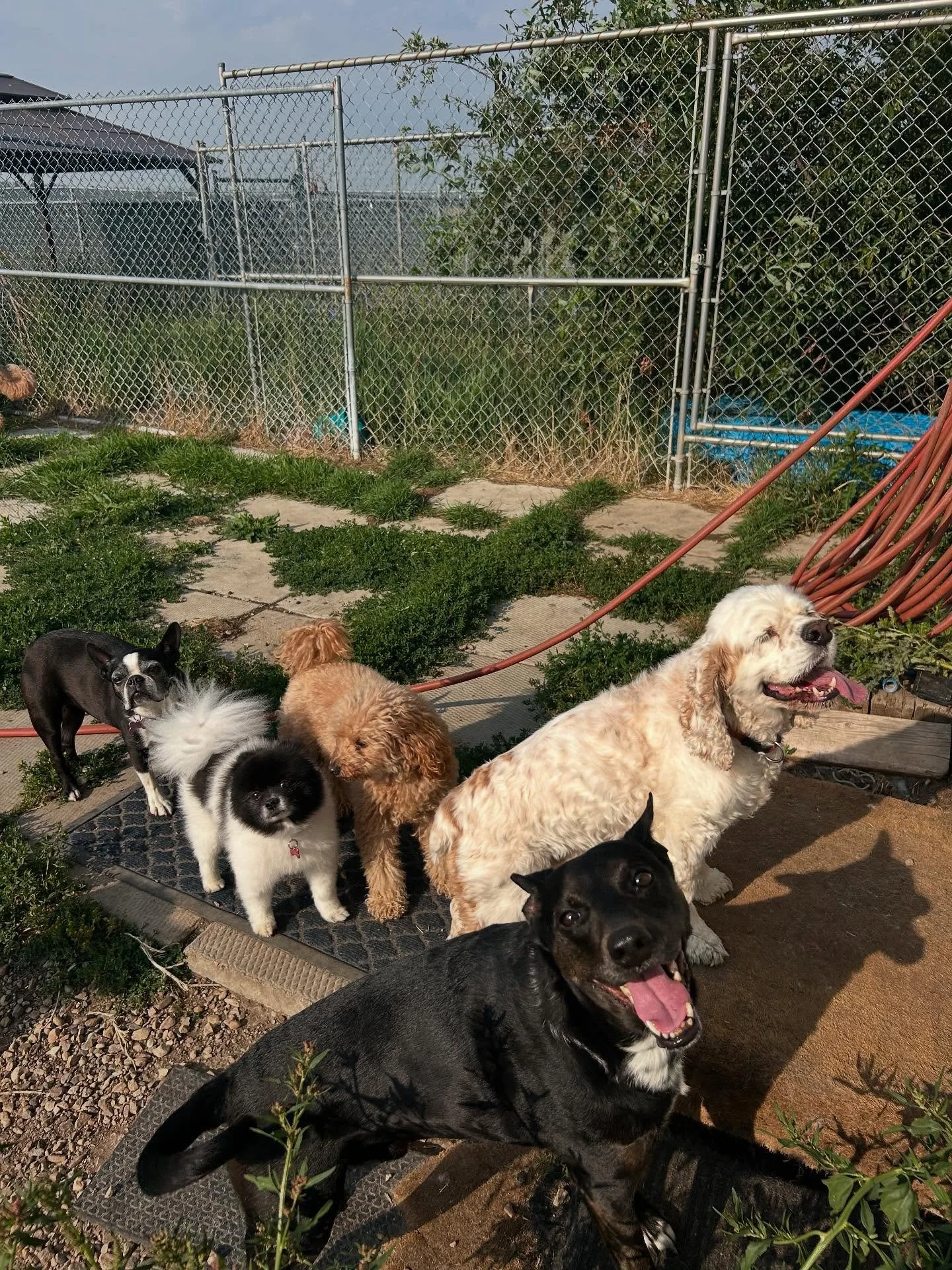 We. Love. Pets . ☁️9️⃣💙