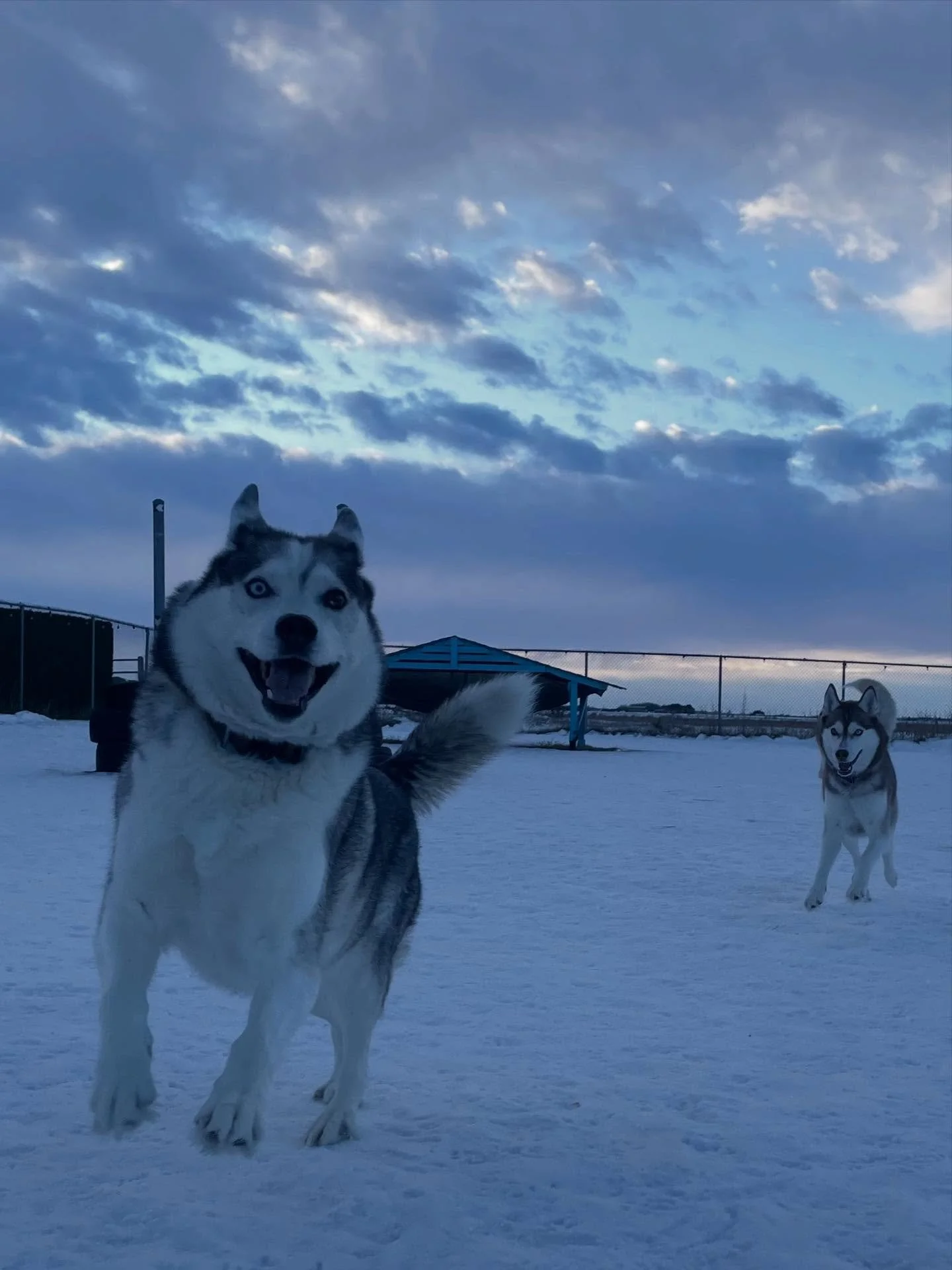 Cheers to 2026 ✨🐾💙