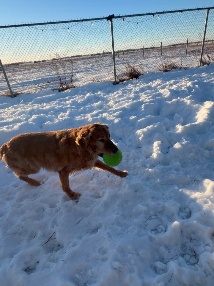 Dog days, over any other day ✨😍 #petboarding #cats #dogs #pocketpets #welovepets