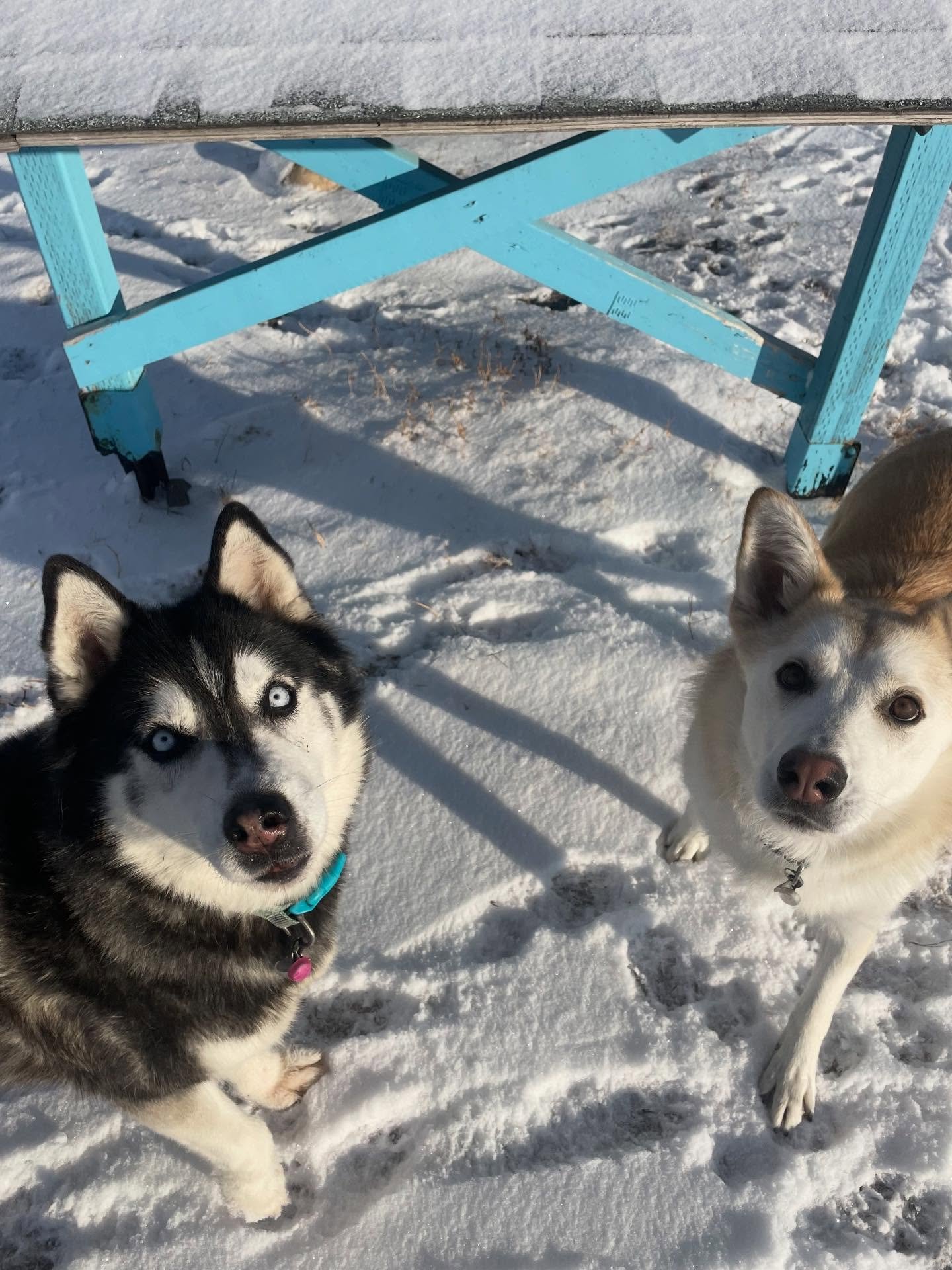 ❄️💙🐾🩵