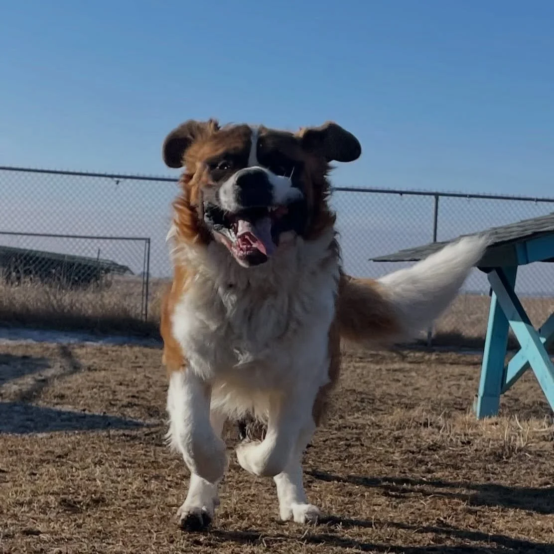 💙💙💙 🫶🏼 #cloudninepetboarding #dogs #welovepets #alberta
