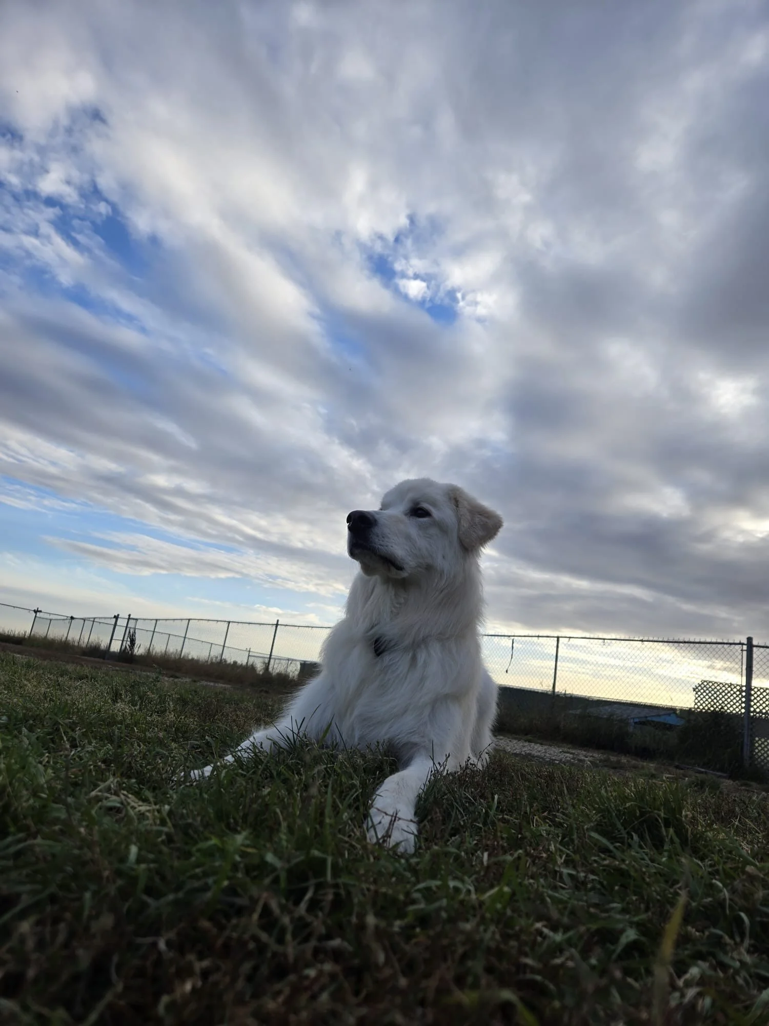 Grateful 🙏🏼💙✨ #cloudninecuties #welovepets #dogs #cats #pocketpets