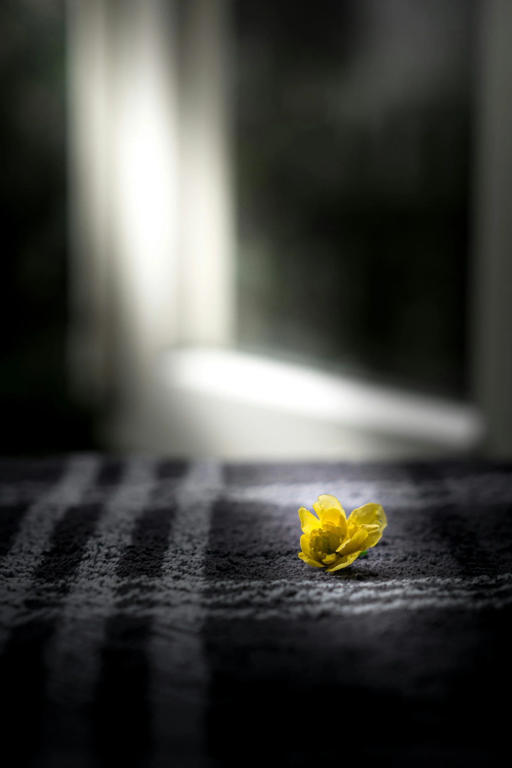 Photo of blanket with flower petal on it.