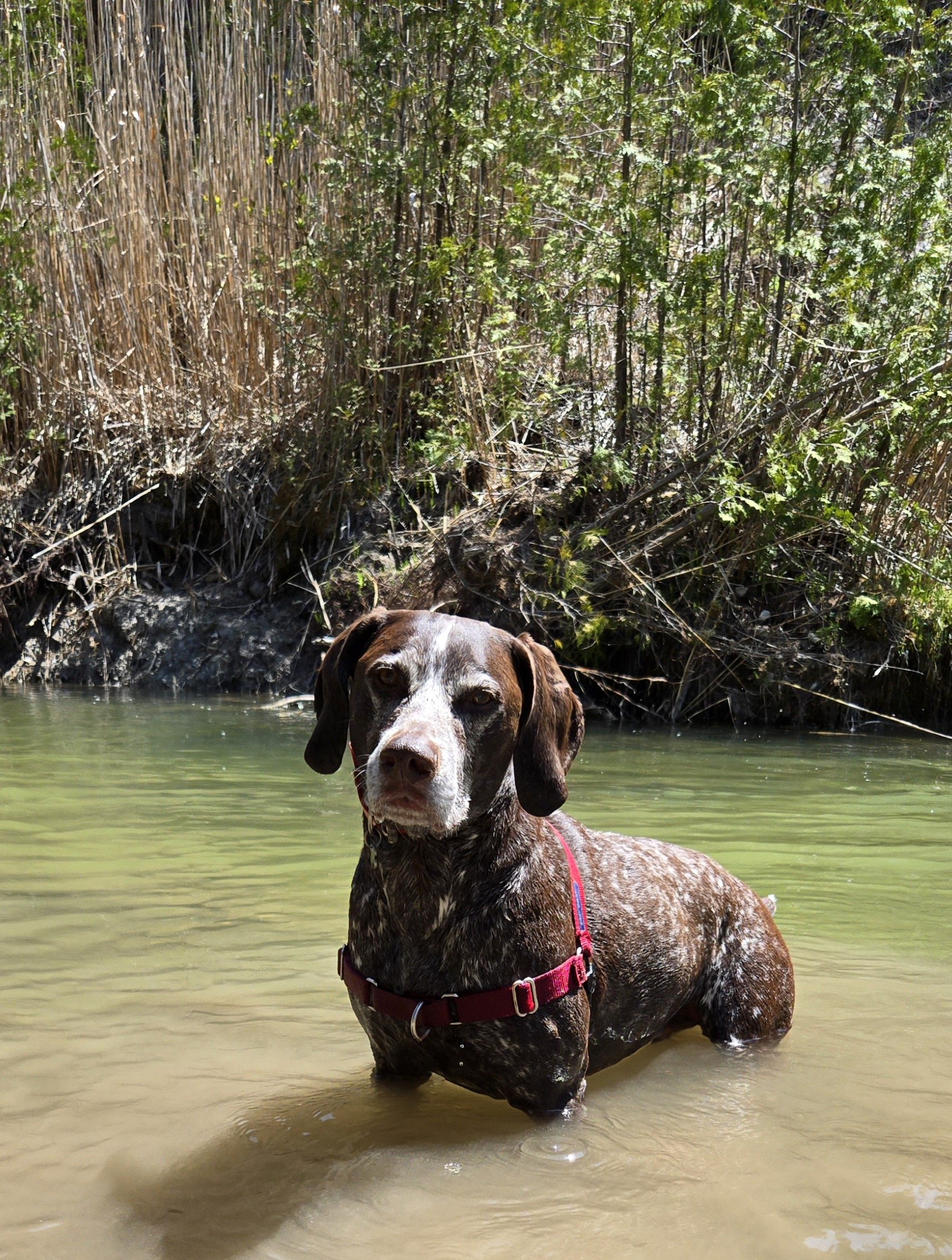 A brown and white dog standing in shallow water near a natural waterway with tall reeds and greenery in the background.