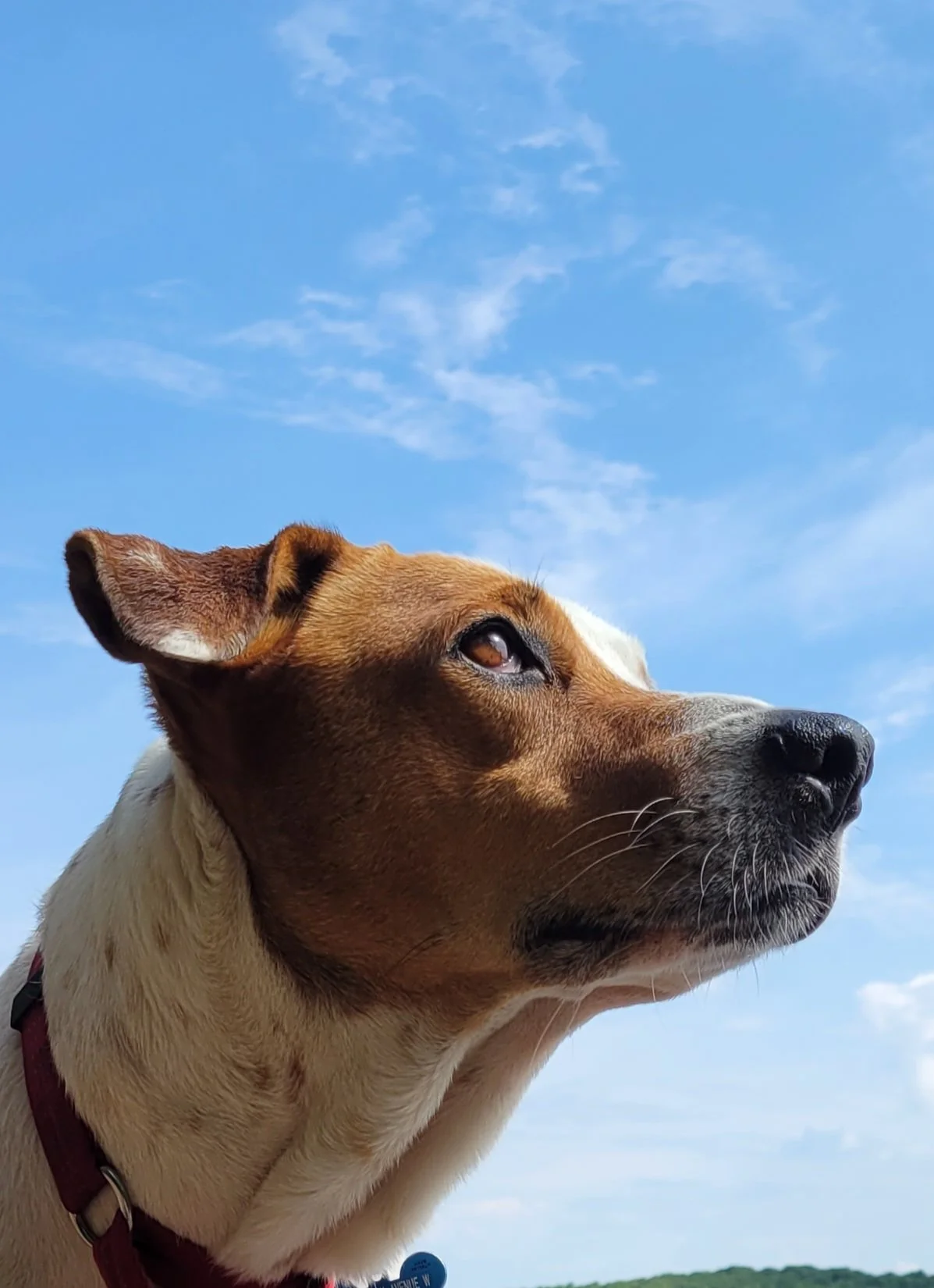 Close-up of a brown and white dog looking off into the distance against a bright blue sky with scattered clouds.