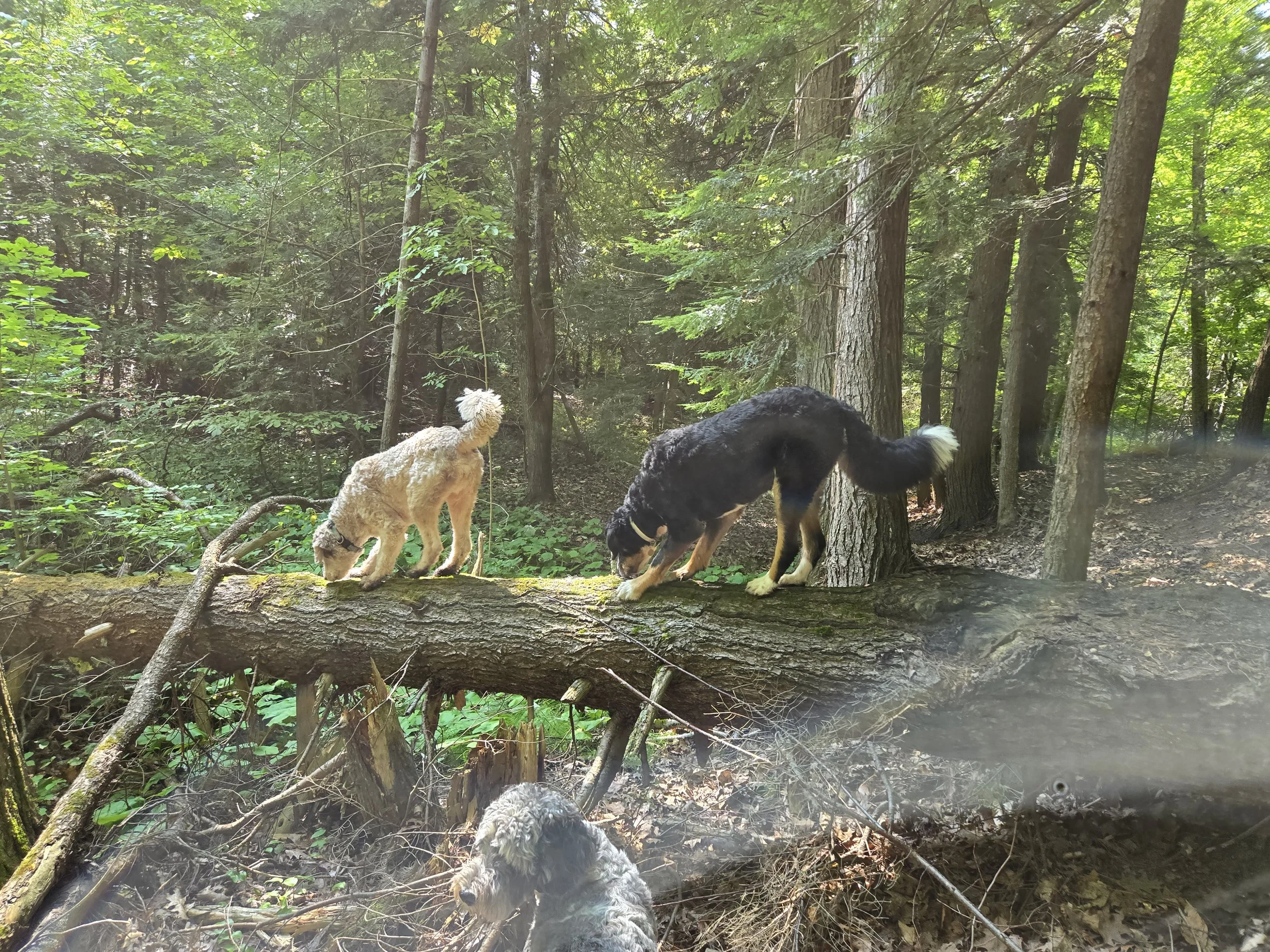 Three dogs exploring a fallen tree in a green forest with sunlight filtering through the trees.