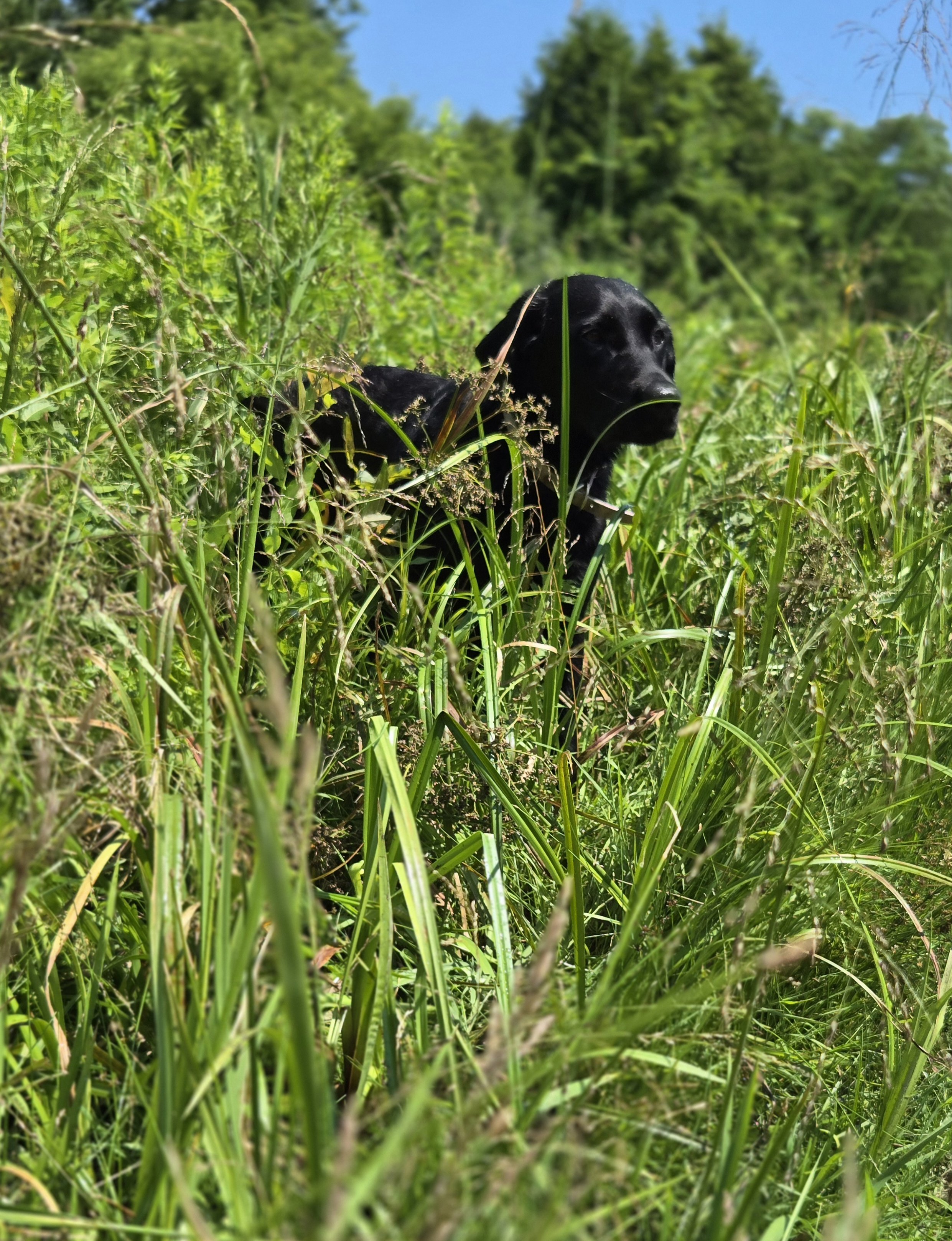 Black dog in tall green grass in a natural outdoor setting with trees in the background and a clear blue sky.