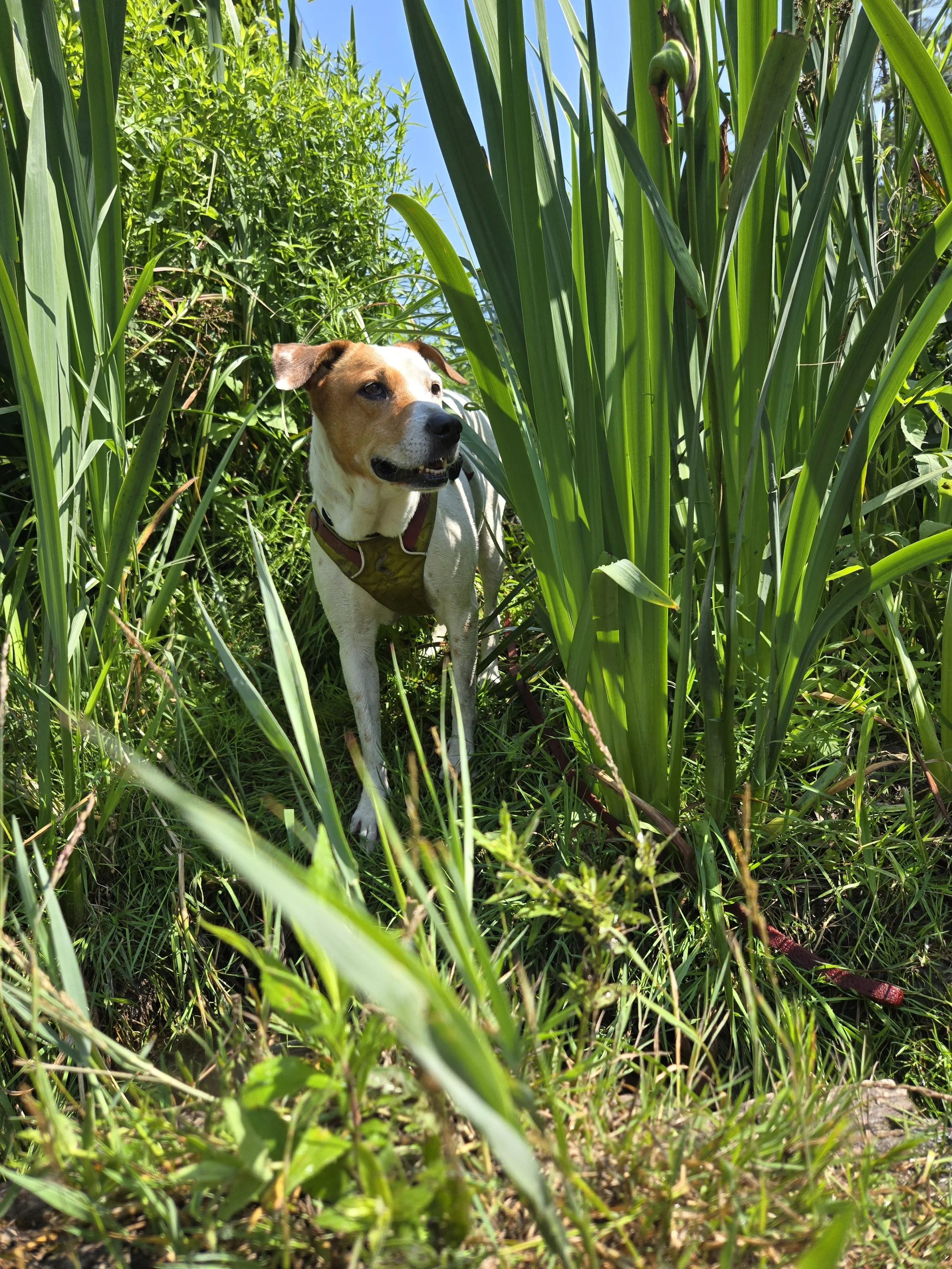 Dog standing among tall green plants in a sunny outdoor setting.