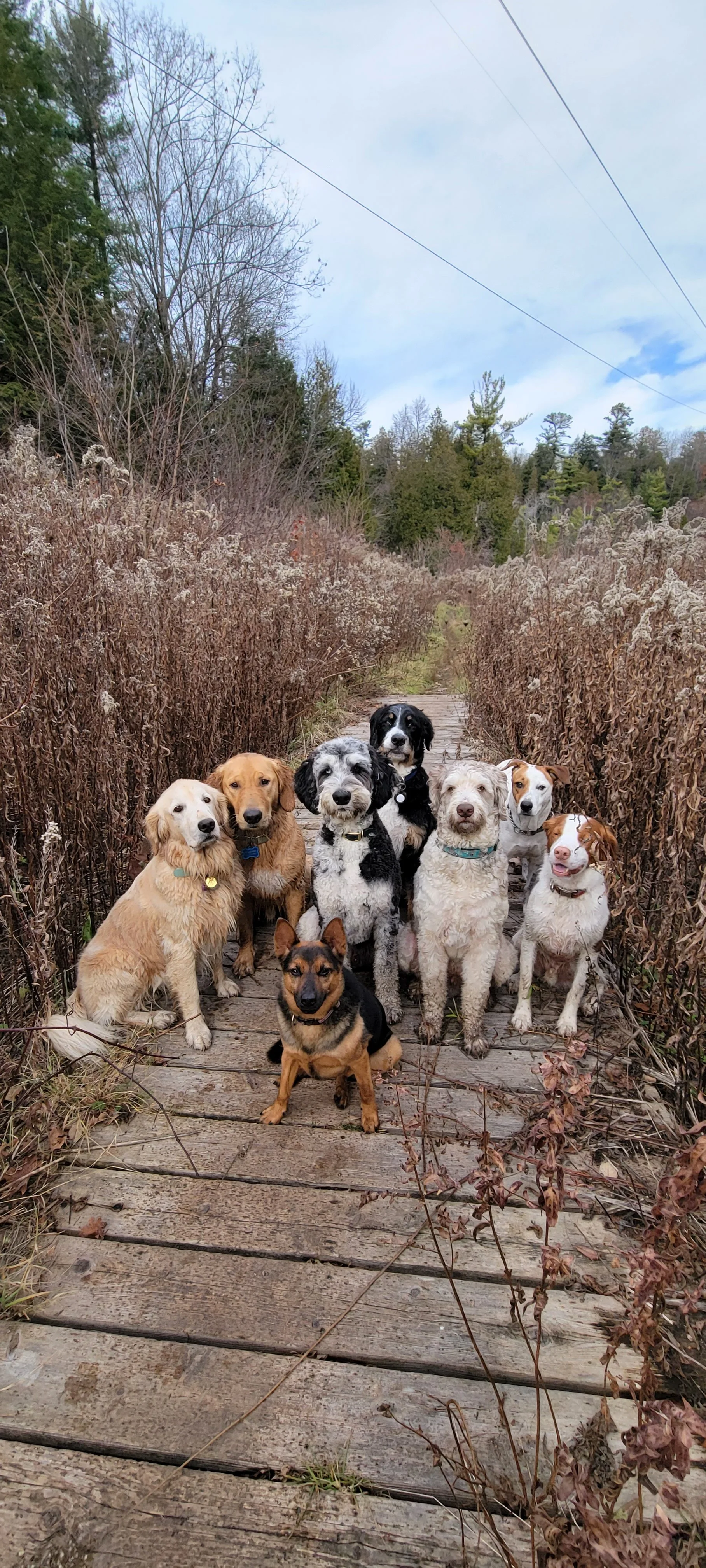 High energy dog walks and hikes for city dogs in Toronto