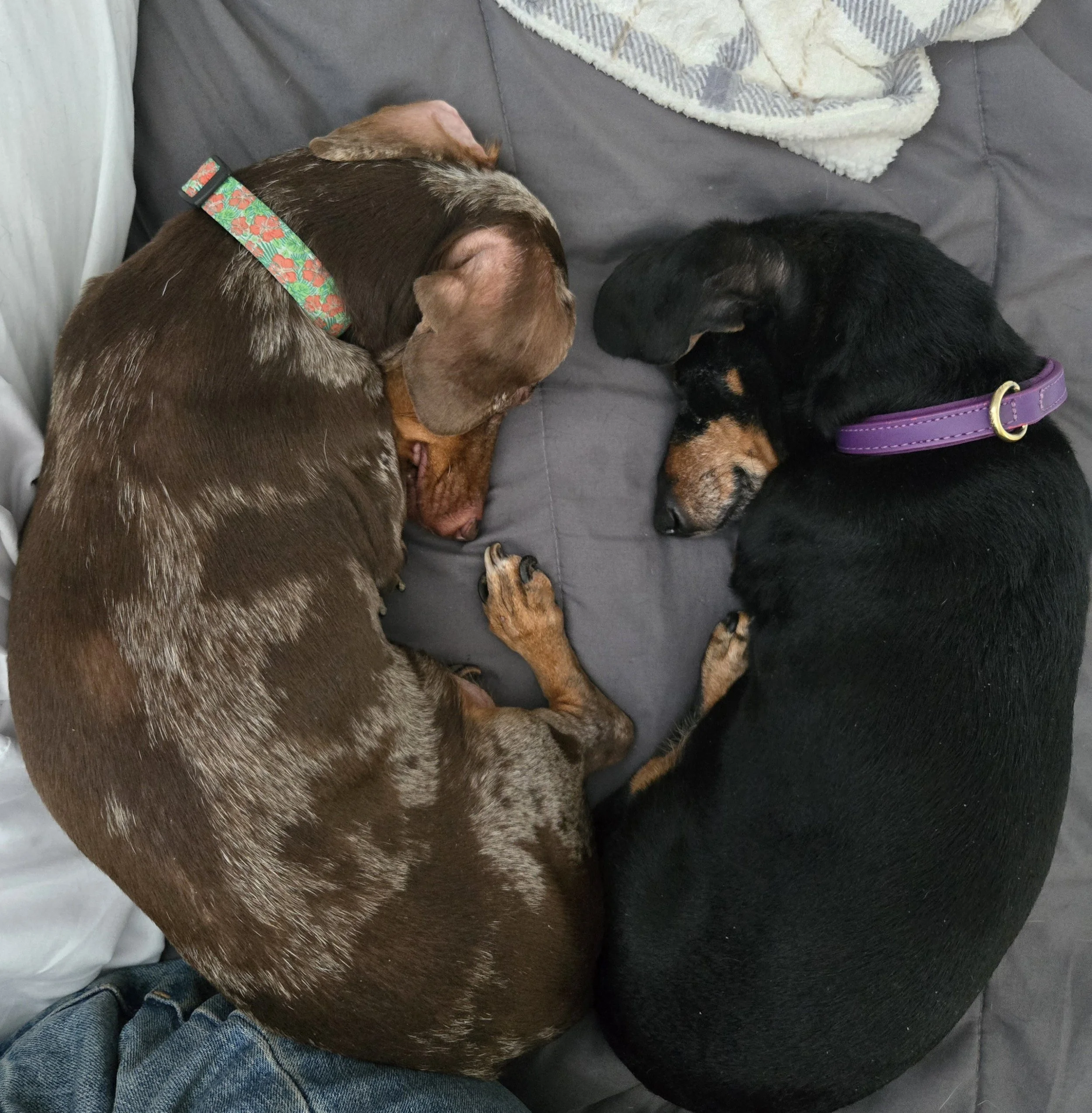 Two dogs sleeping curled up together on a gray couch, one brown with a patterned collar, the other black with brown markings and a purple collar.