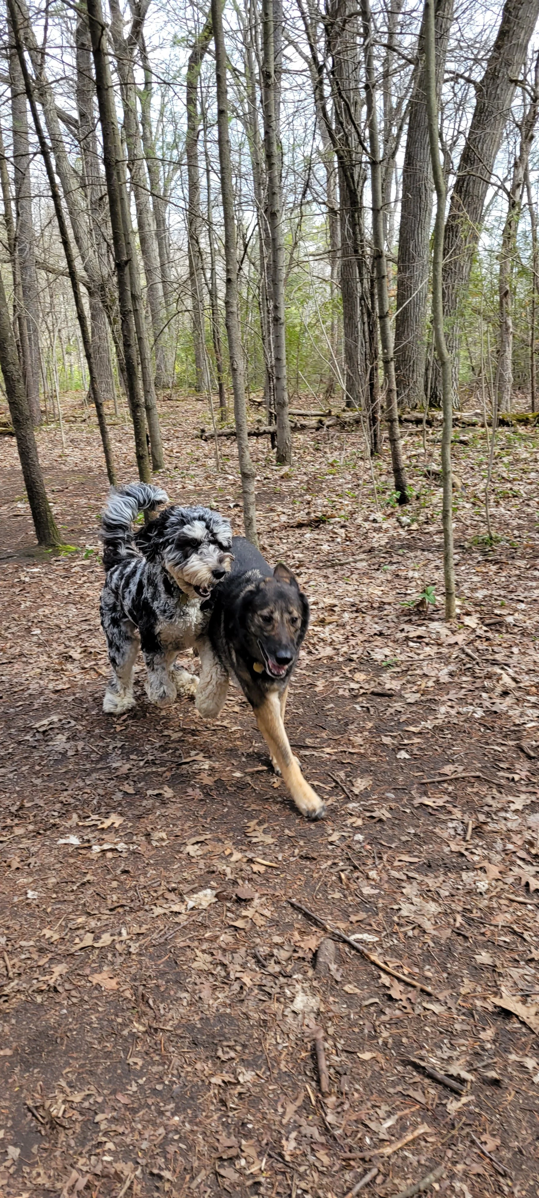 Two dogs, a black and brown German Shepherd and a black and white poodle mix, running on a leaf-covered forest trail surrounded by leafless trees in early spring.