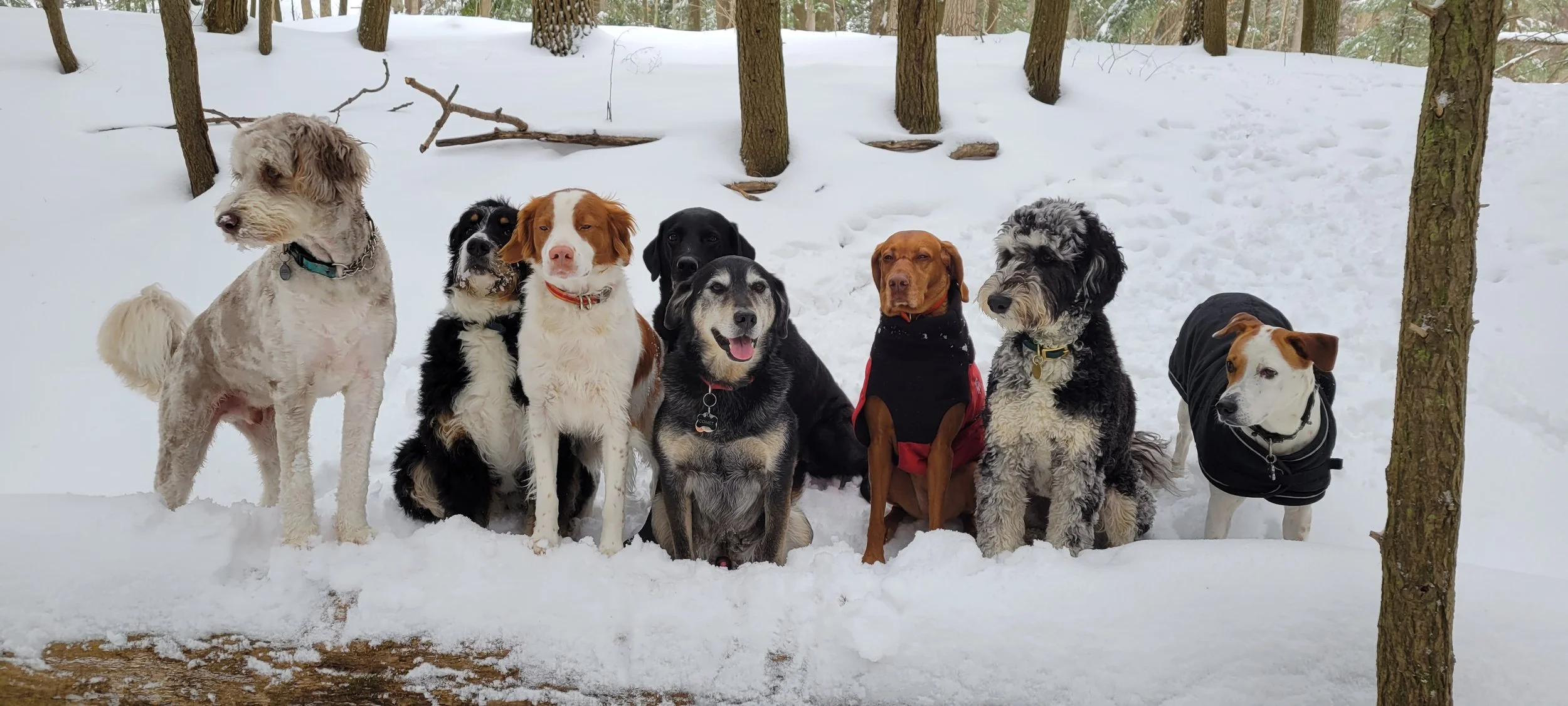 Group of ten dogs sitting in the snow in a wooded area with trees and snow-covered ground.