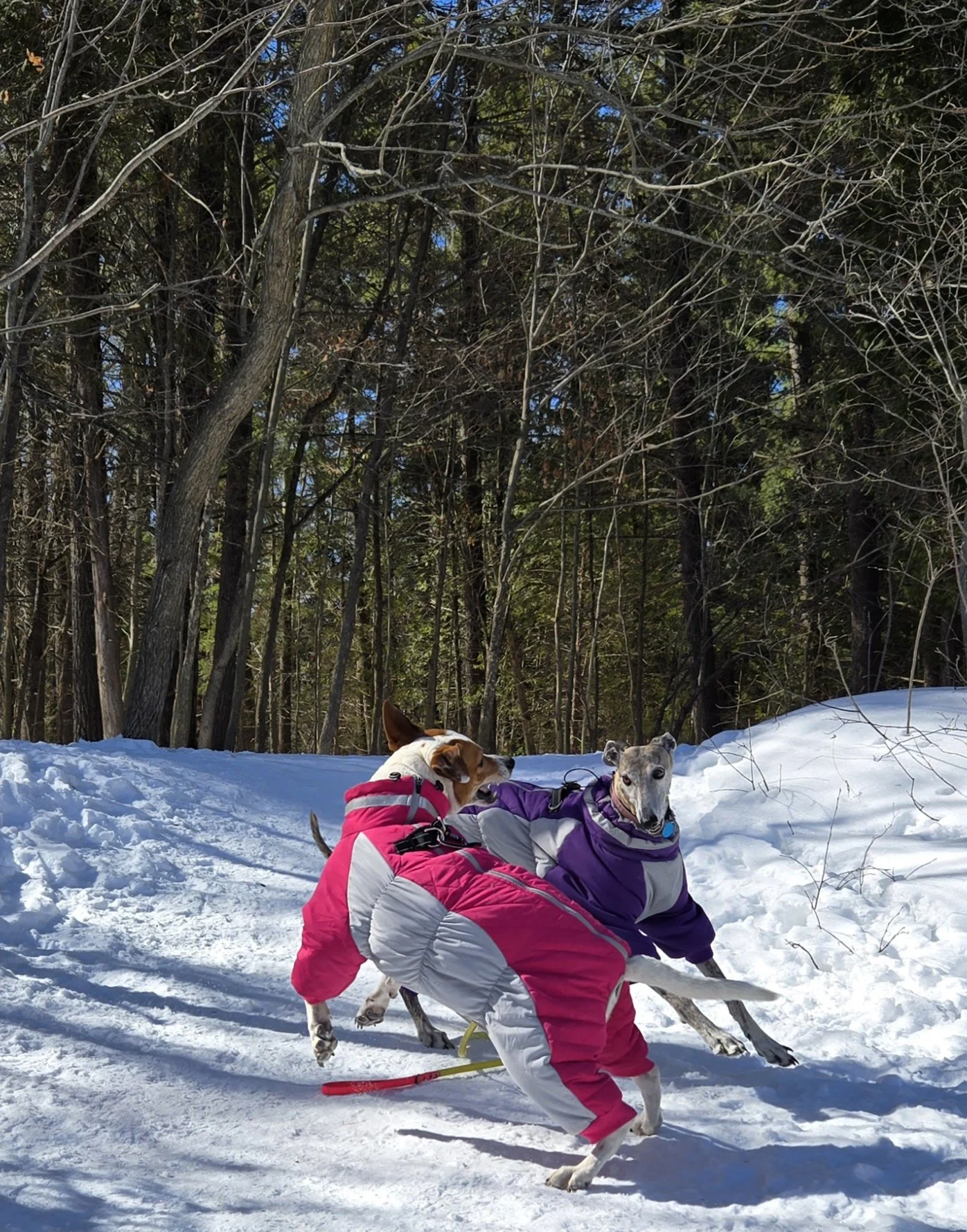 Two dogs in colorful winter jackets playing in the snow in a wooded area.