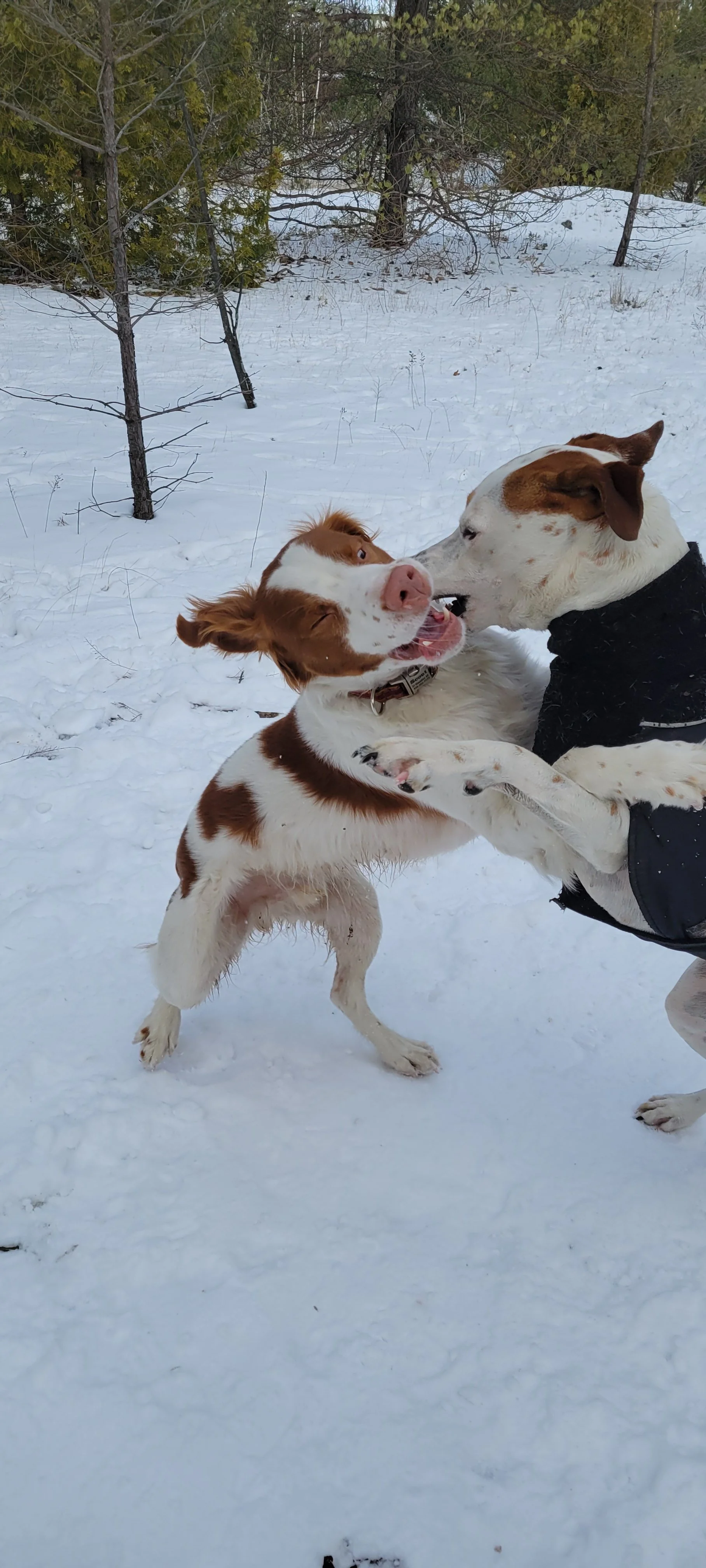 Two dogs playfully biting each other in the snow outdoors, with trees in the background.