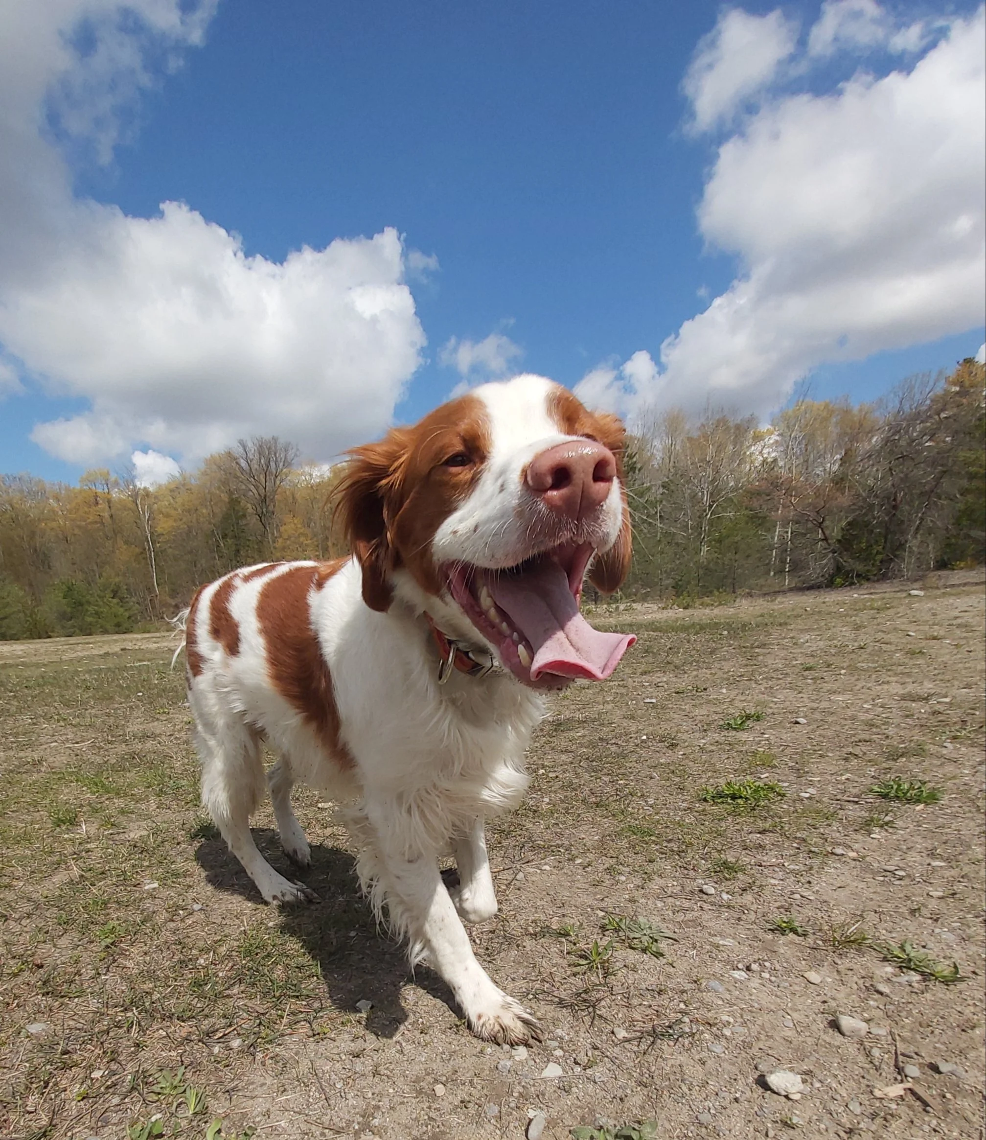 A happy brown and white dog with a big smile standing on a dirt path outdoors under a blue sky with clouds, trees in the background.