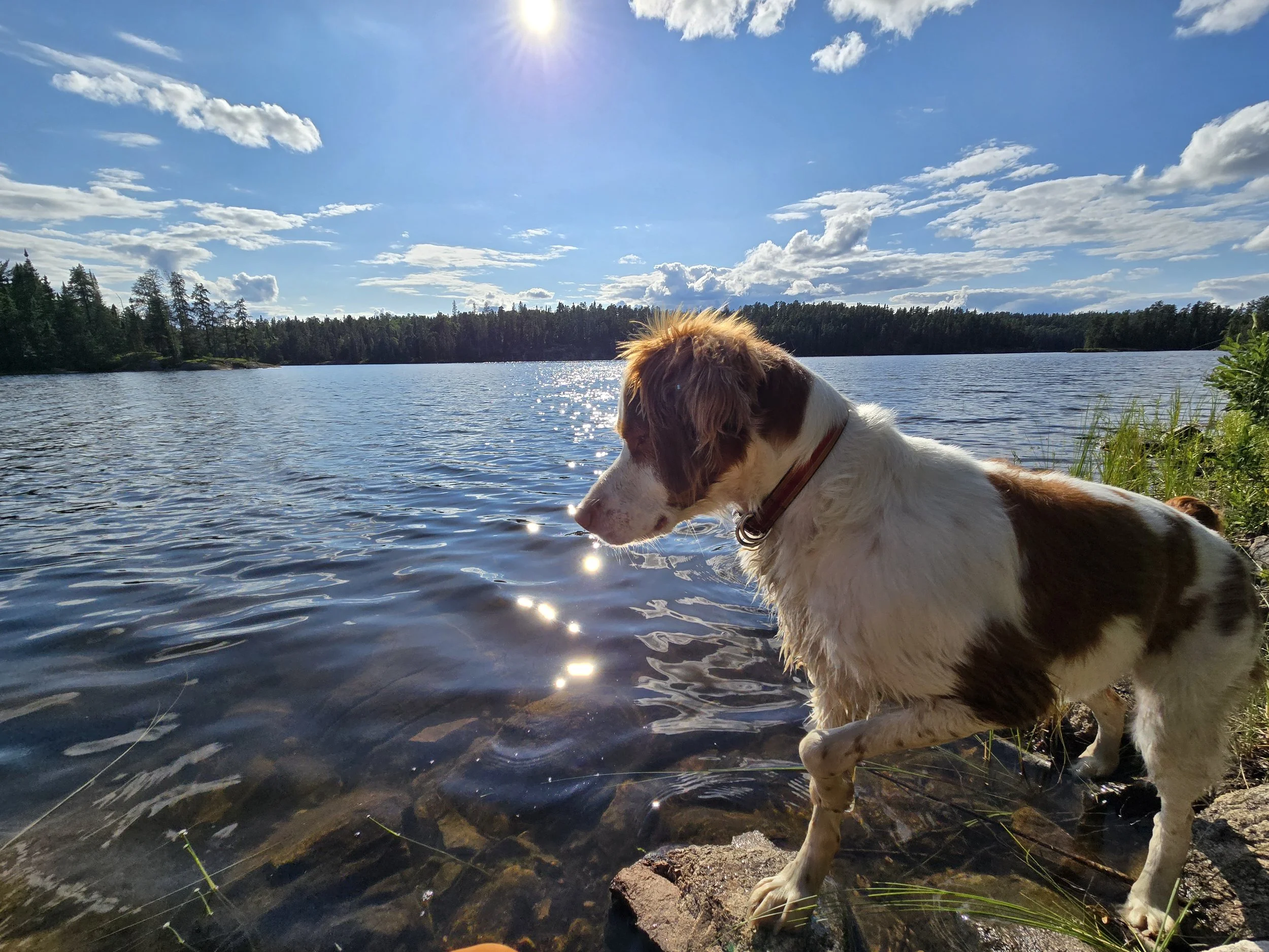 A dog standing at the edge of a lake on a sunny day, with a forest in the background and a bright blue sky with scattered clouds.