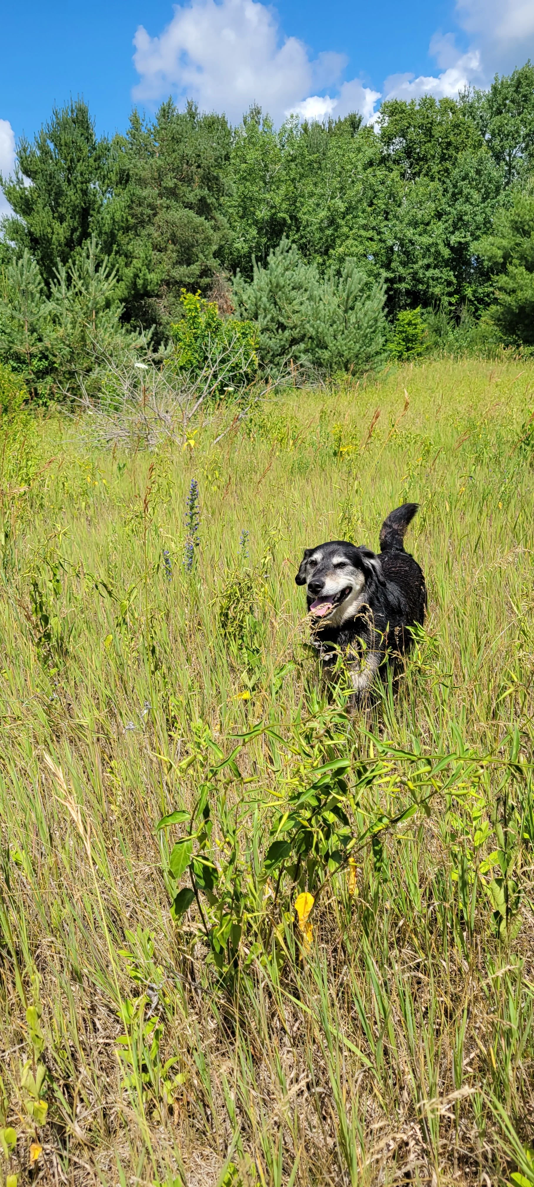 A happy black and gray dog running through a grassy field with trees and a blue sky in the background.