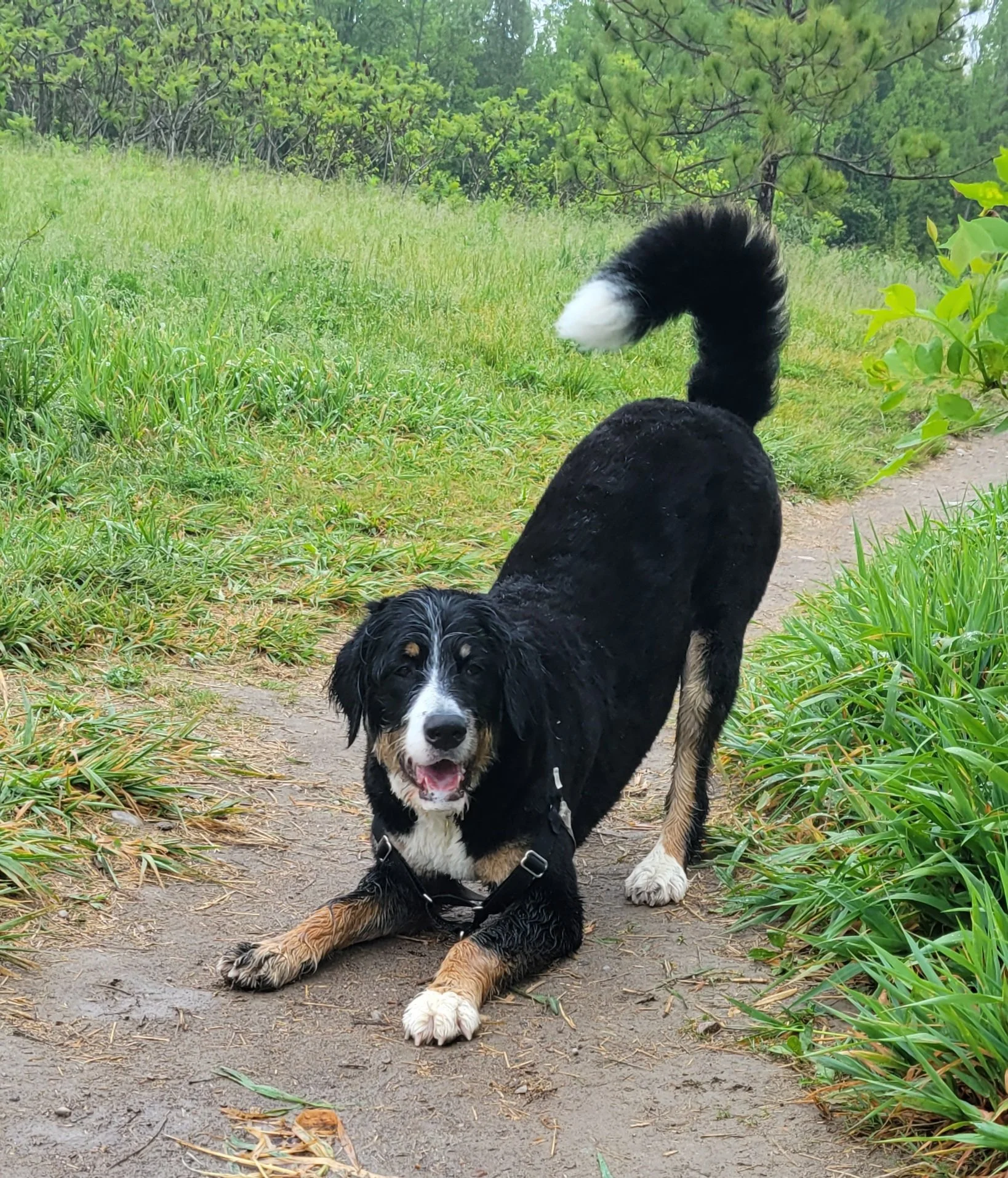 A wet Bernese Mountain Dog lying on a dirt trail with a grassy field and trees in the background, looking at the camera with its tongue out.