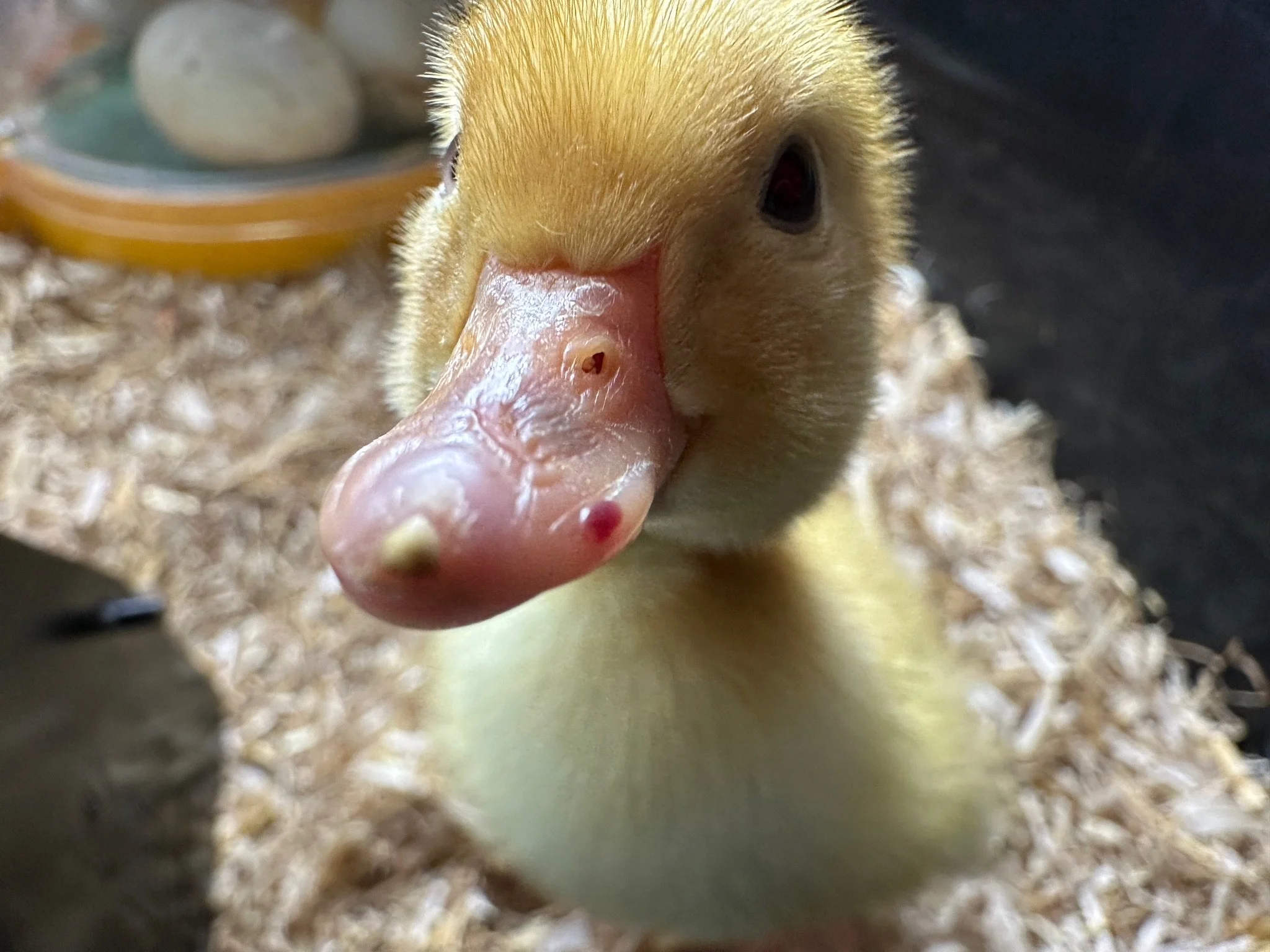 Hatching a plan for quacking learning with new feathery friends!