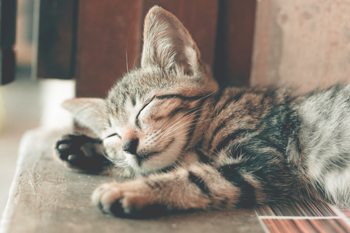 Rest as Gift, Rhythm as Grace