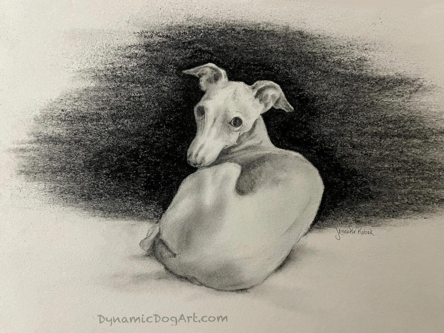 An Italian Greyhound, done in charcoal and pencil. 🐾🤍
I included some progression pictures, if you like to see how it came together. 

This was done from a photo posted by @little.iggy.olive 
I hope her mum doesn&rsquo;t mind that I used it. I just