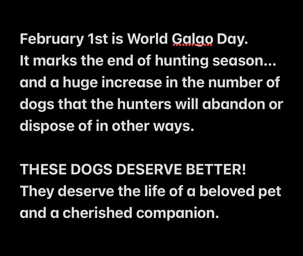 My heart goes out to the dogs in Spain. 🥺💔
These dogs deserve the sweet life&hellip;every single one of them. 
#freethegalgo #savethegalgos #worldgalgoday #diadelgalgo #galgosmakegreatpets #galgolove