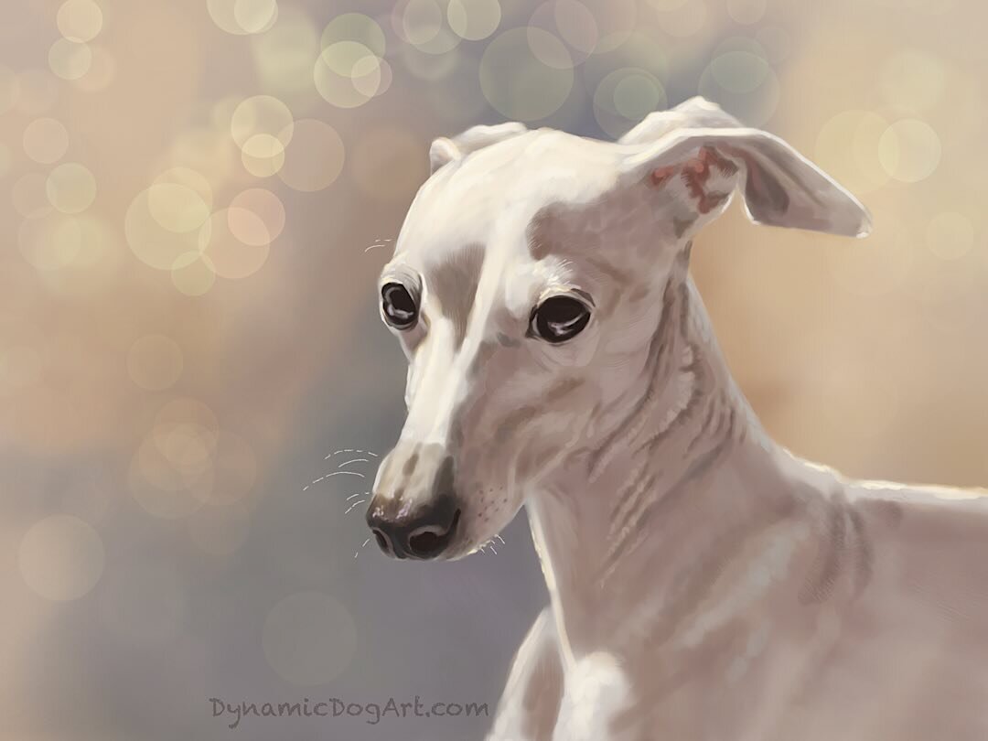 A little light Italian Greyhound 🐾🤍

This one is based on a picture of Daisy from @daisy._and_.gatsby just with a different color palette than the original image. 
Needless to say, she&rsquo;s very photogenic and an excellent model! 💖

The monthly