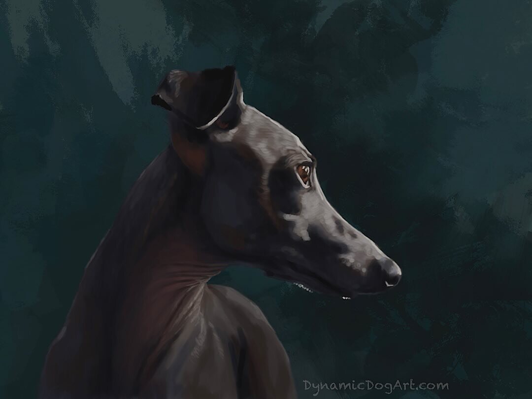 A little dark Italian Greyhound 🖤

This one turned out to be a real challenge. Once I had it all blocked in, I decided that I wasn&rsquo;t happy with the colors. So I started over, blocking it in again with the colors shifted. I still didn&rsquo;t l