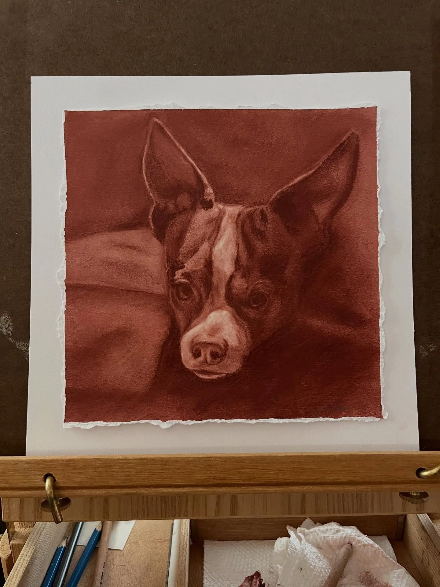 A little Chihuahua drawn in cont&eacute;. 🐾🤎
Full process video on 2nd slide.
 
This was a gift for this little rescue boy&rsquo;s foster dad, who was kind enough to keep him over the 4th of July holiday, so he would be where it was quiet and safe 