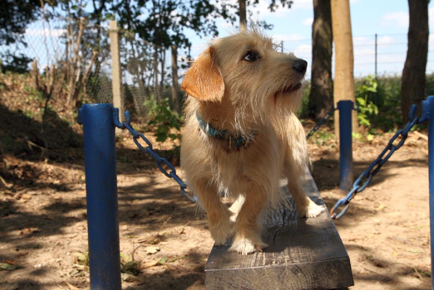 Kleinhunde-Fun Agility