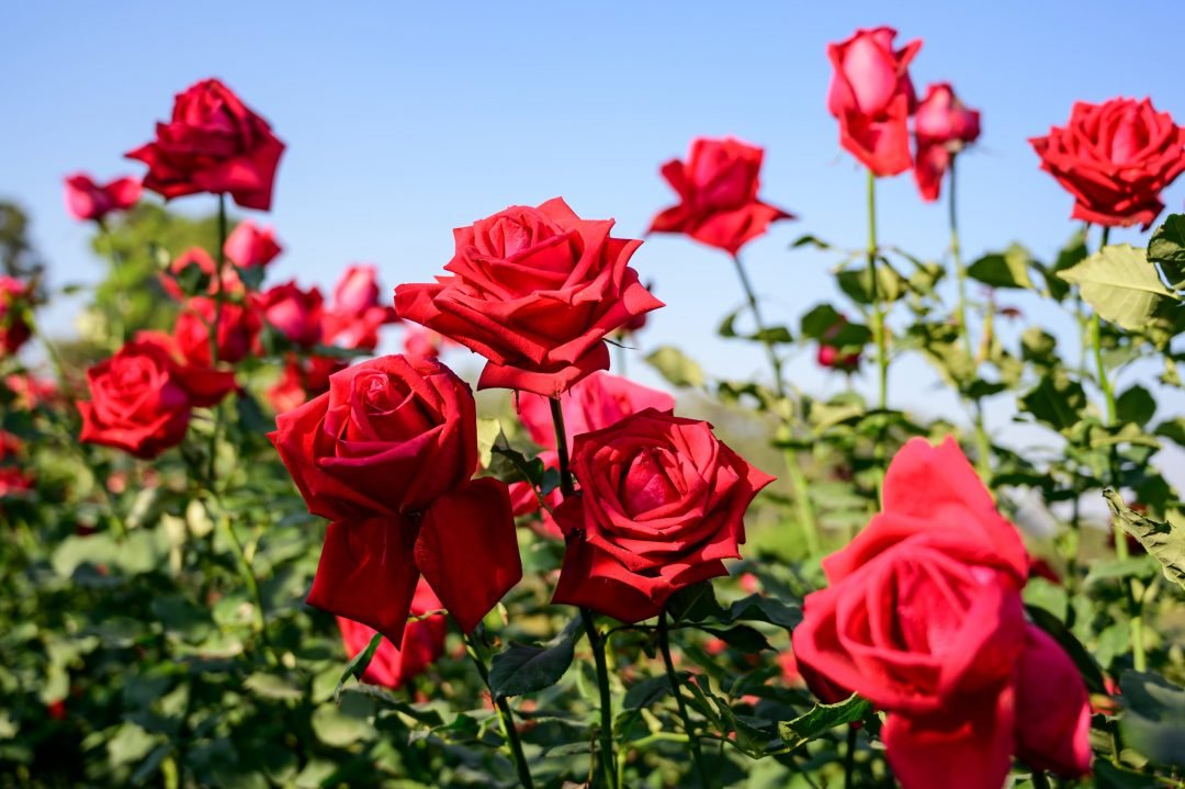 rose.jpeg