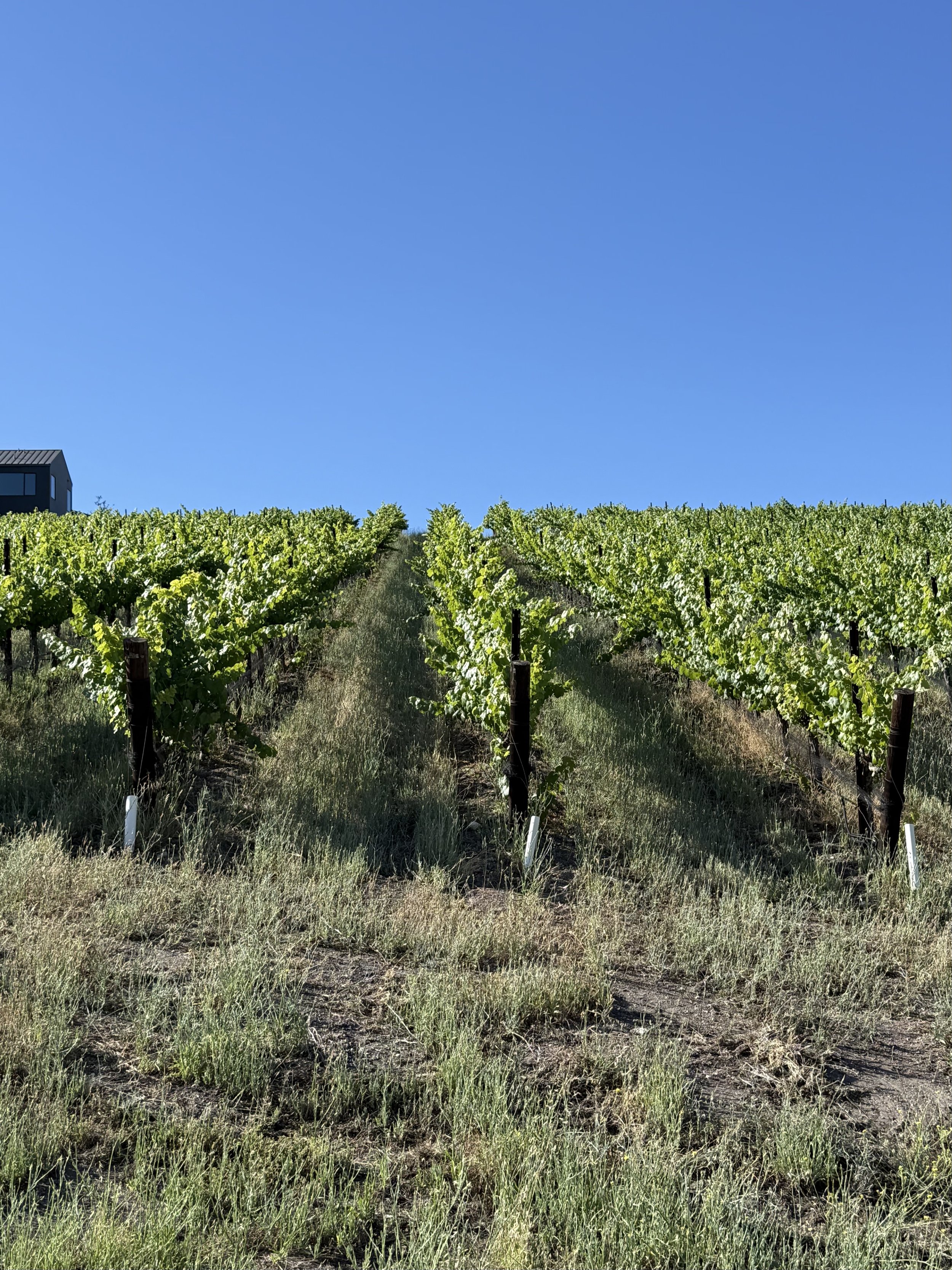 Views in the Vineyard
