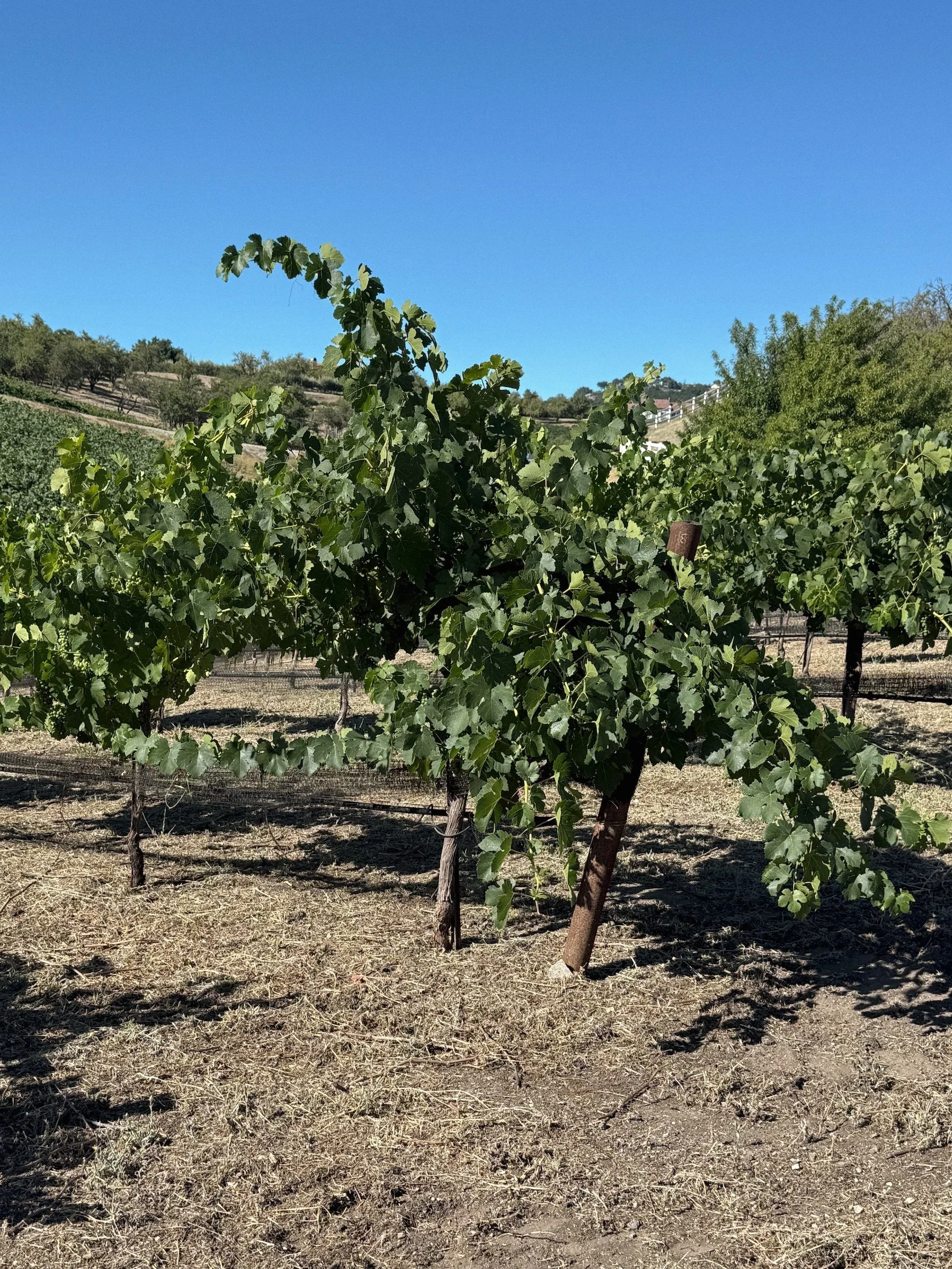 Petite Sirah 5 year old vines