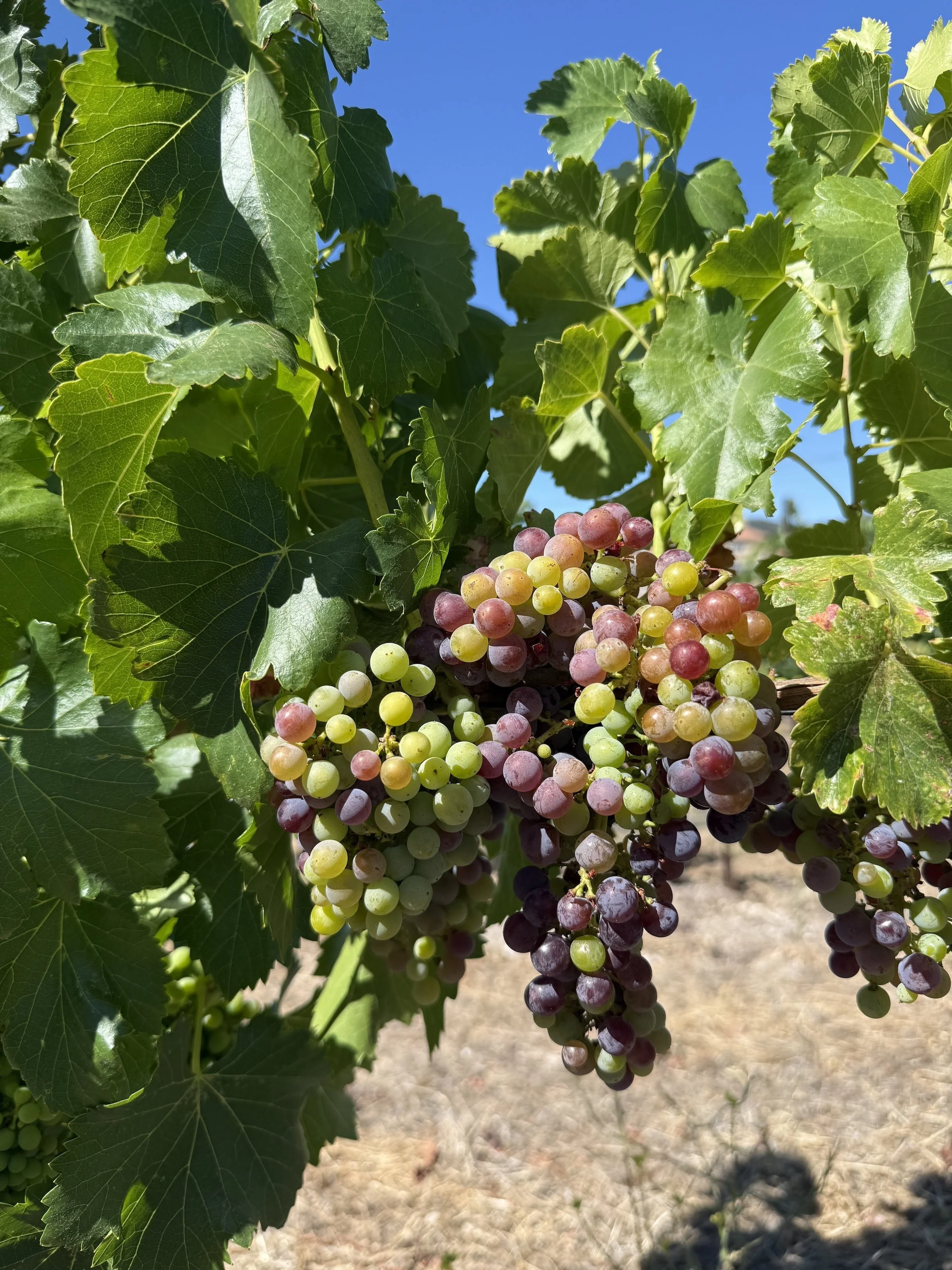 Veraison in the Grenache, starting to ripen