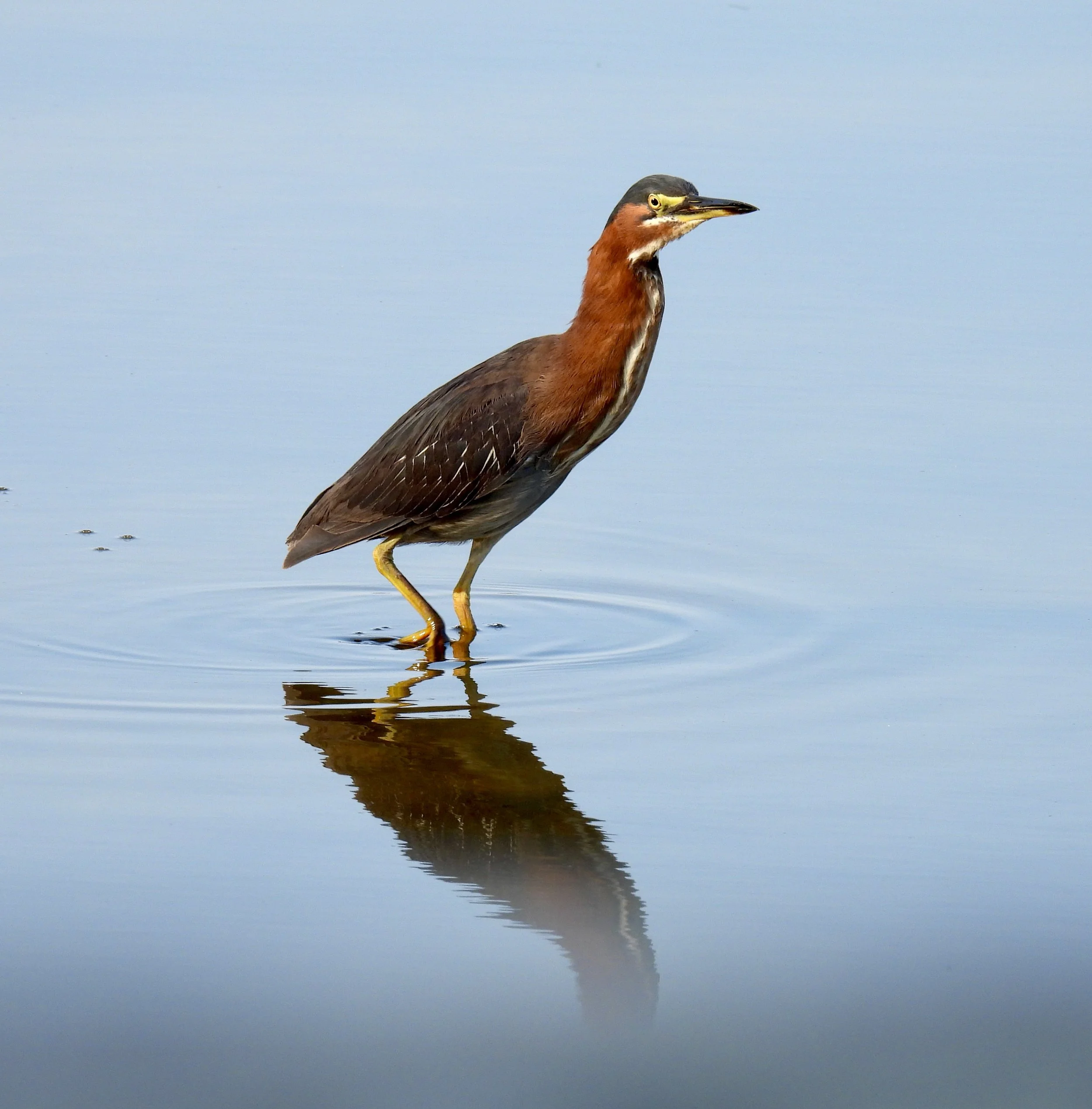 Green Heron
