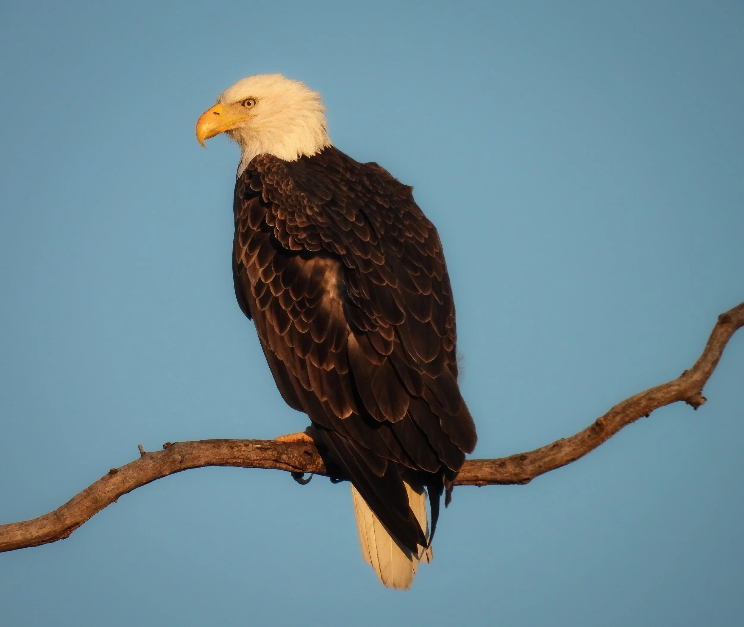 Bald Eagle - ID - BAEA155