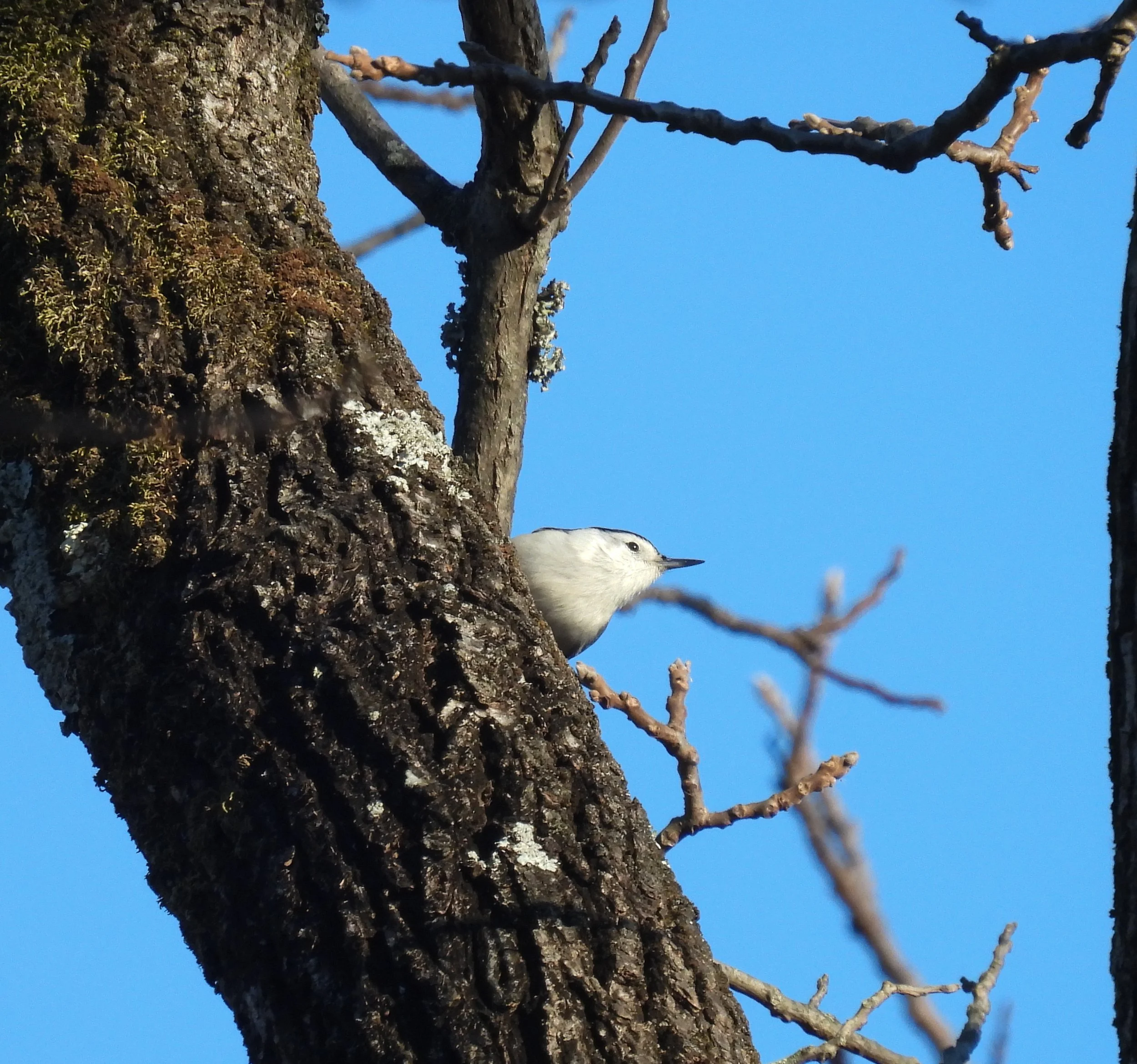 White-breasted Nuthatch - ID - WBNU26