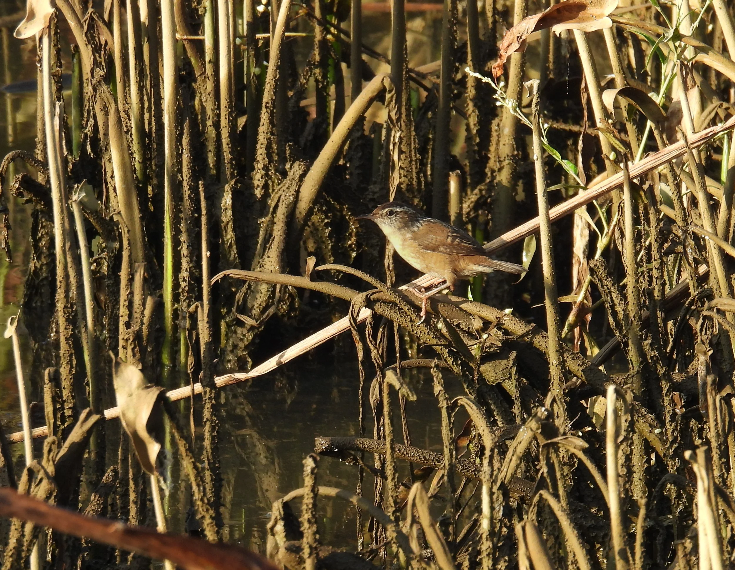 Marsh Wren