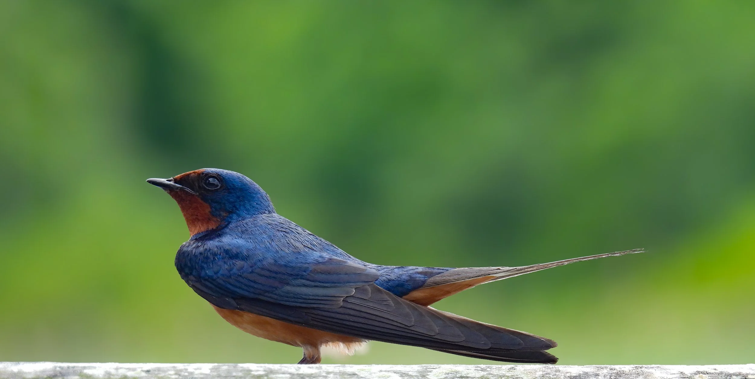 Barn Swallow - ID - BARS36