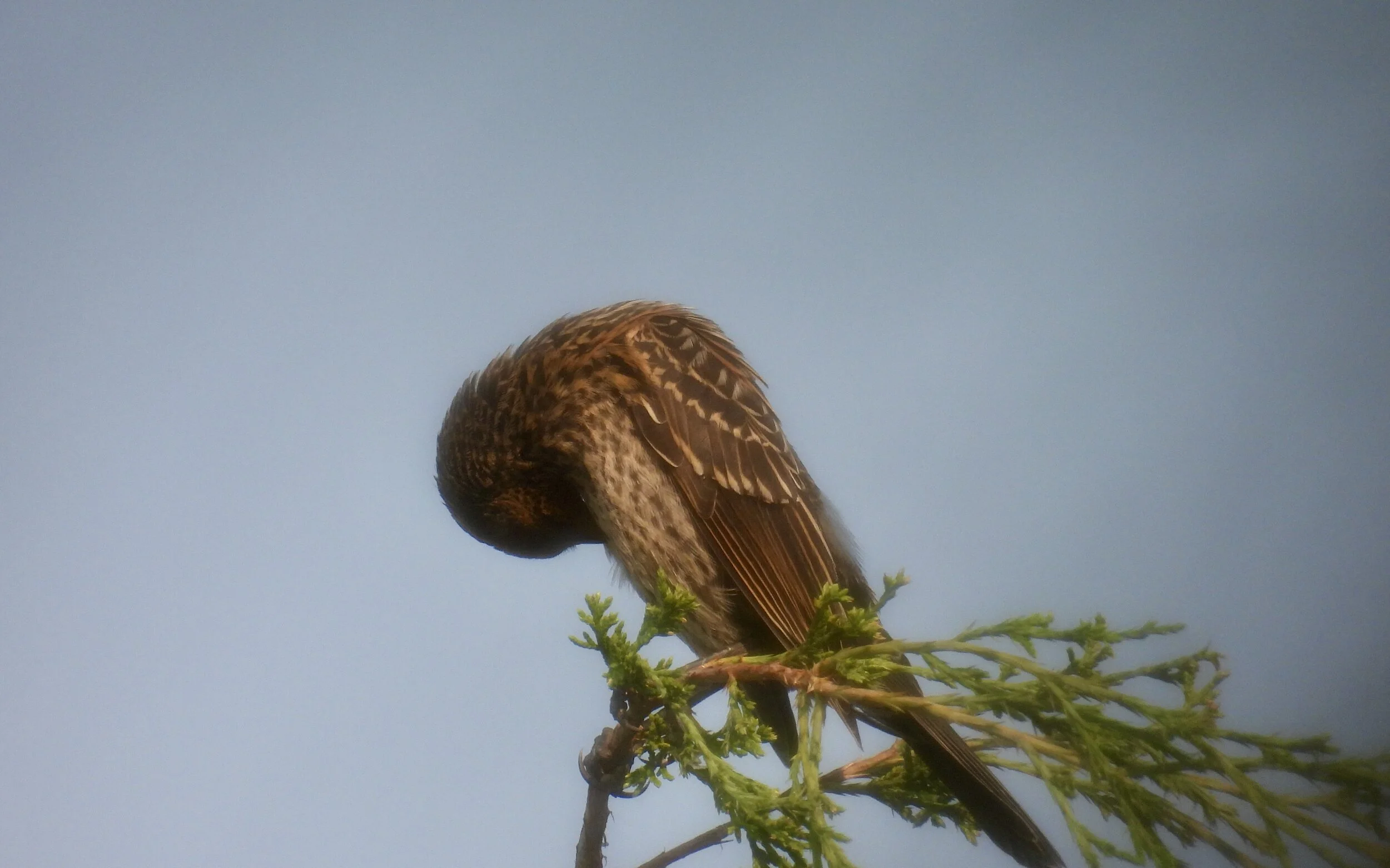 ID - WODU07-06-21-21