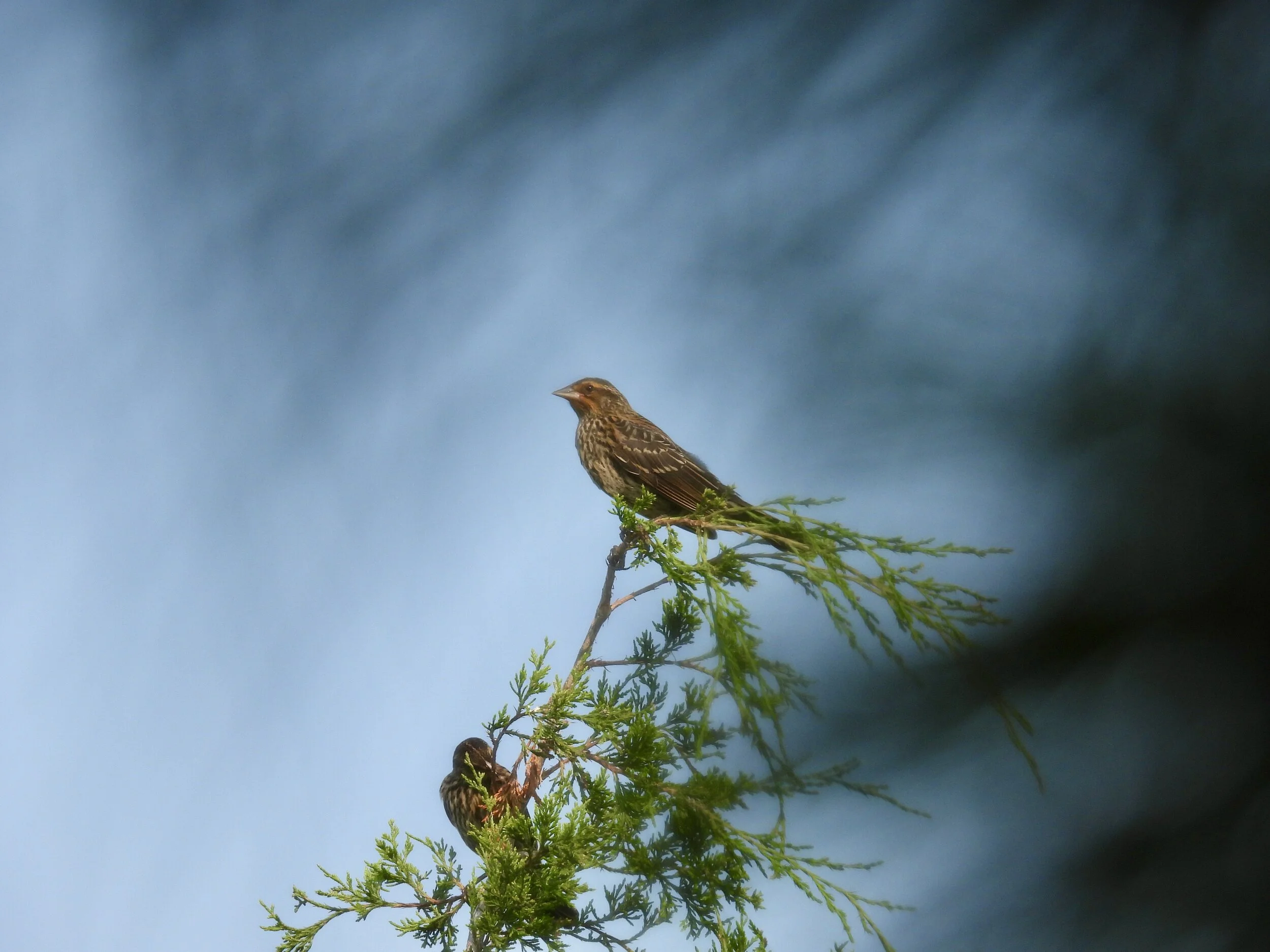 ID - WODU07-06-21-20